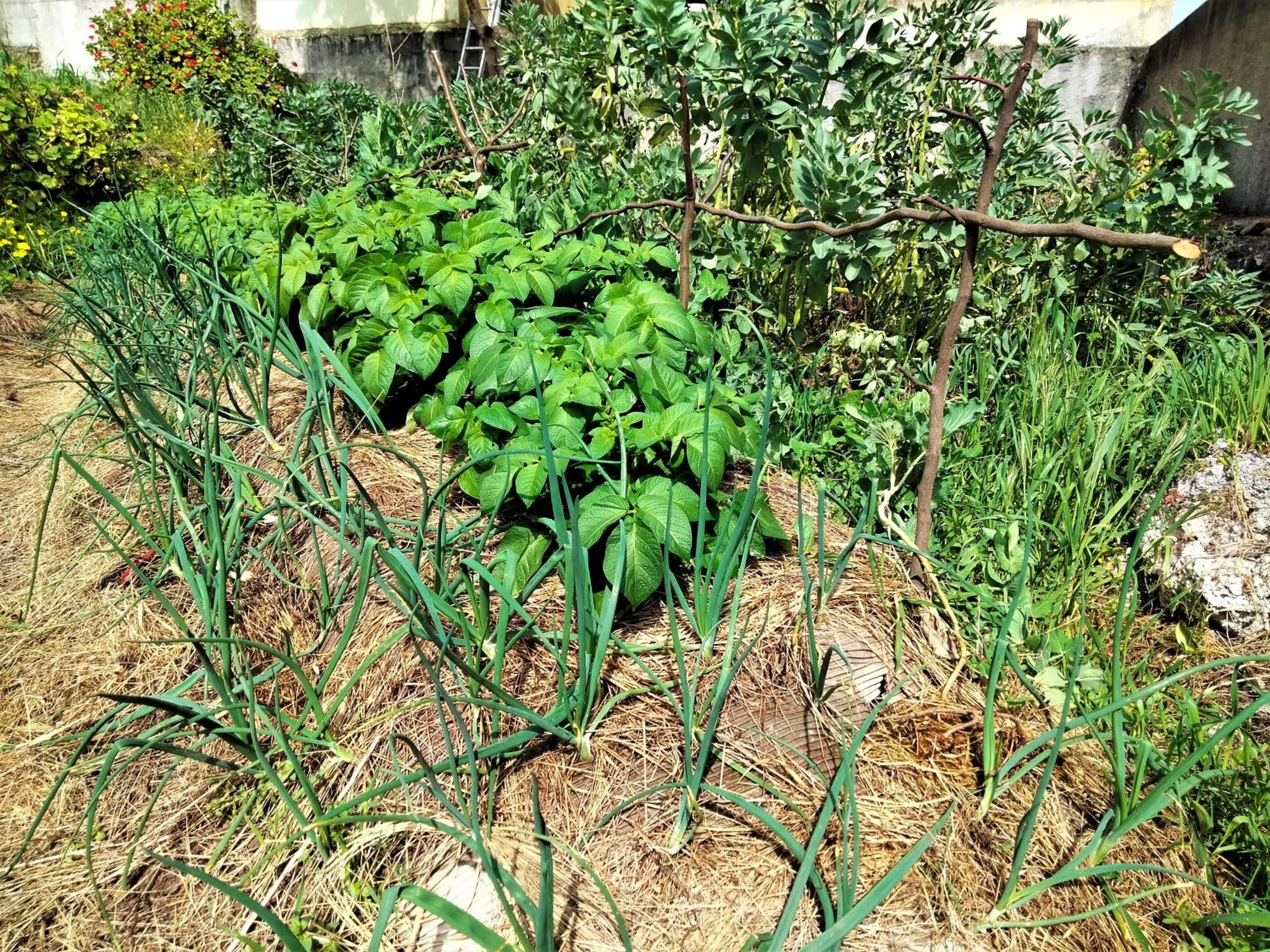 Galo Preto - Sintra Guesthouse