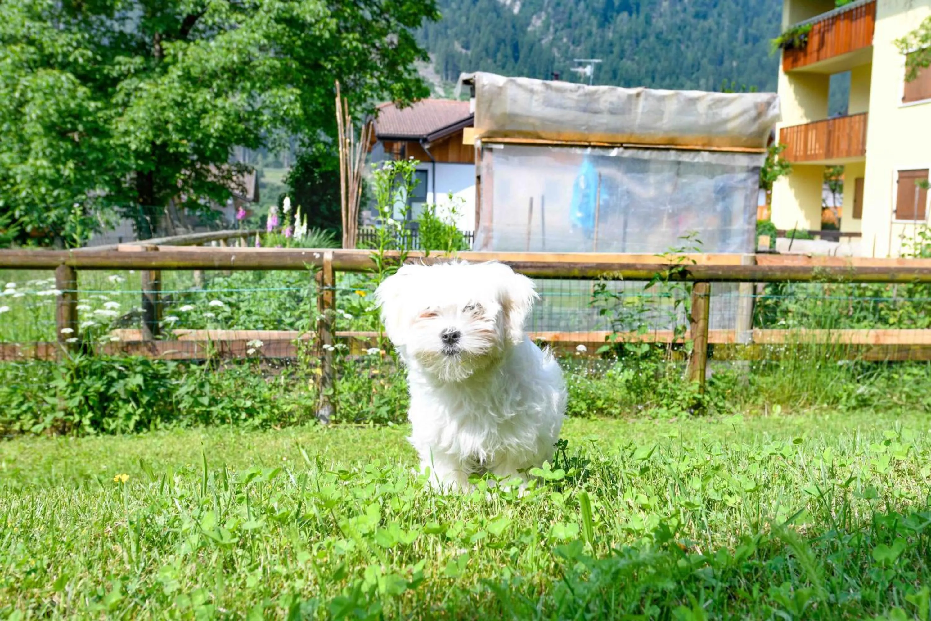 Animals in Residence Rta La Rosa delle Dolomiti