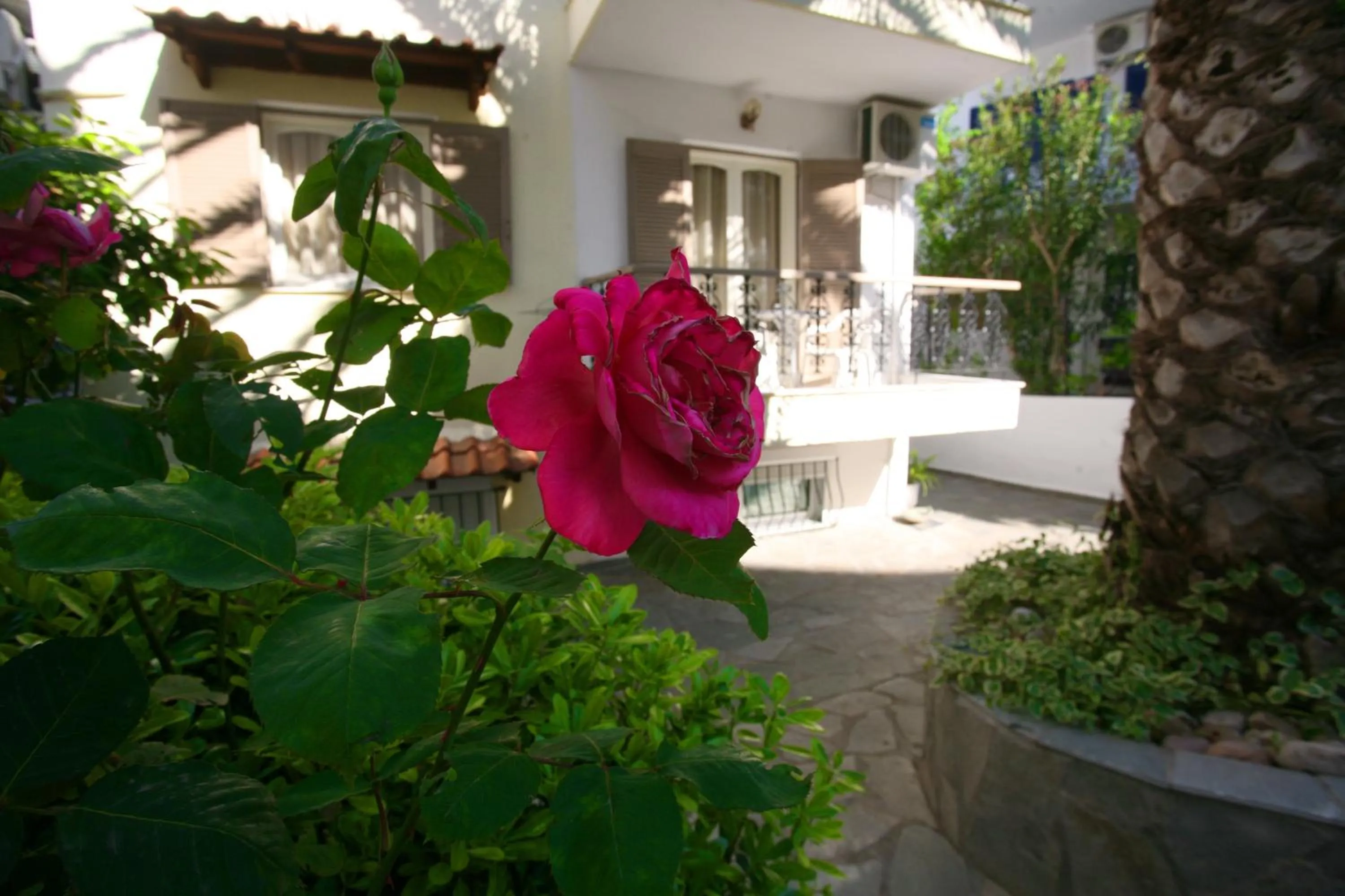 Garden in Anatoli Apartments Polichrono