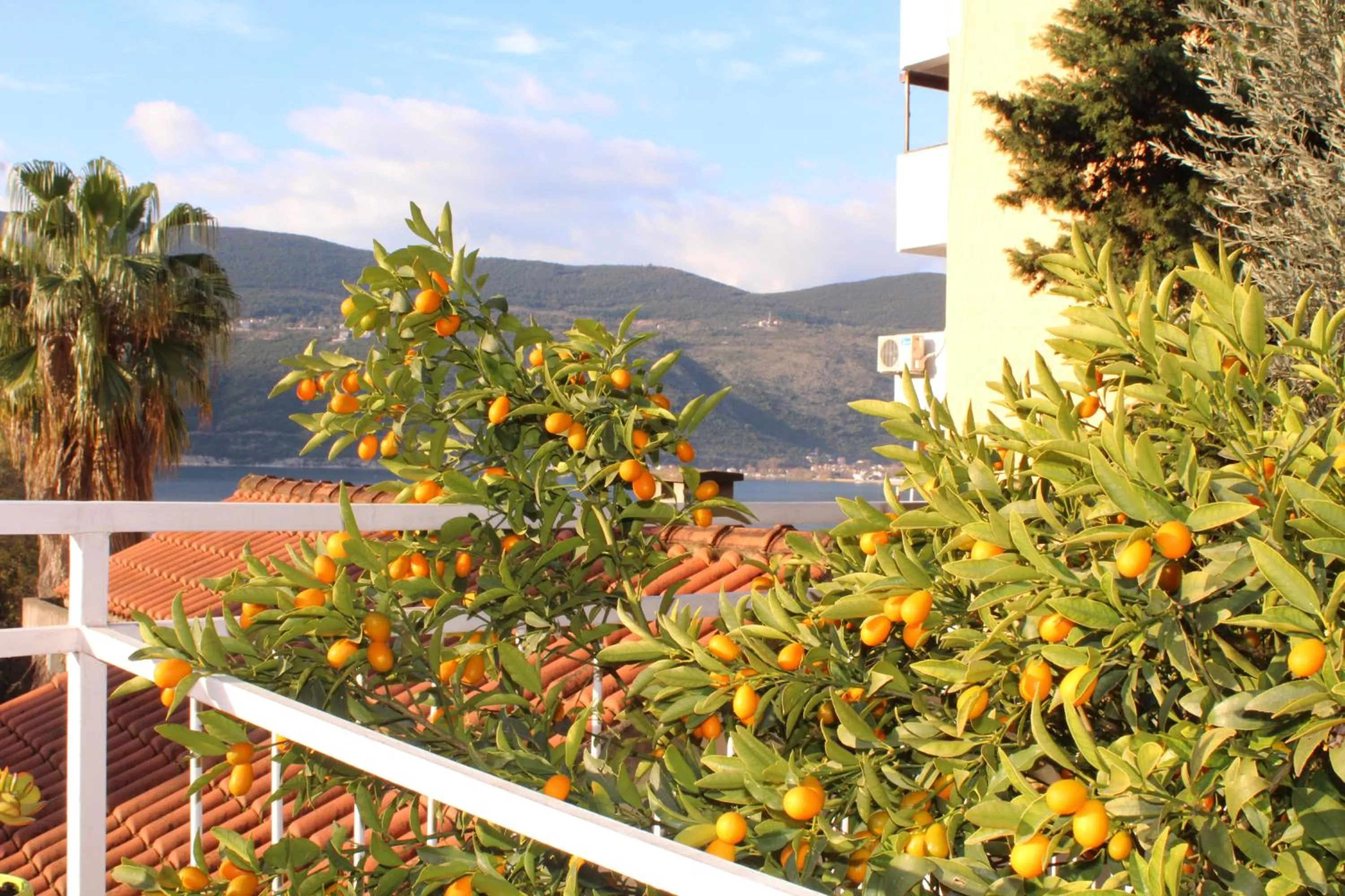 Garden in Guest House Tomanovic