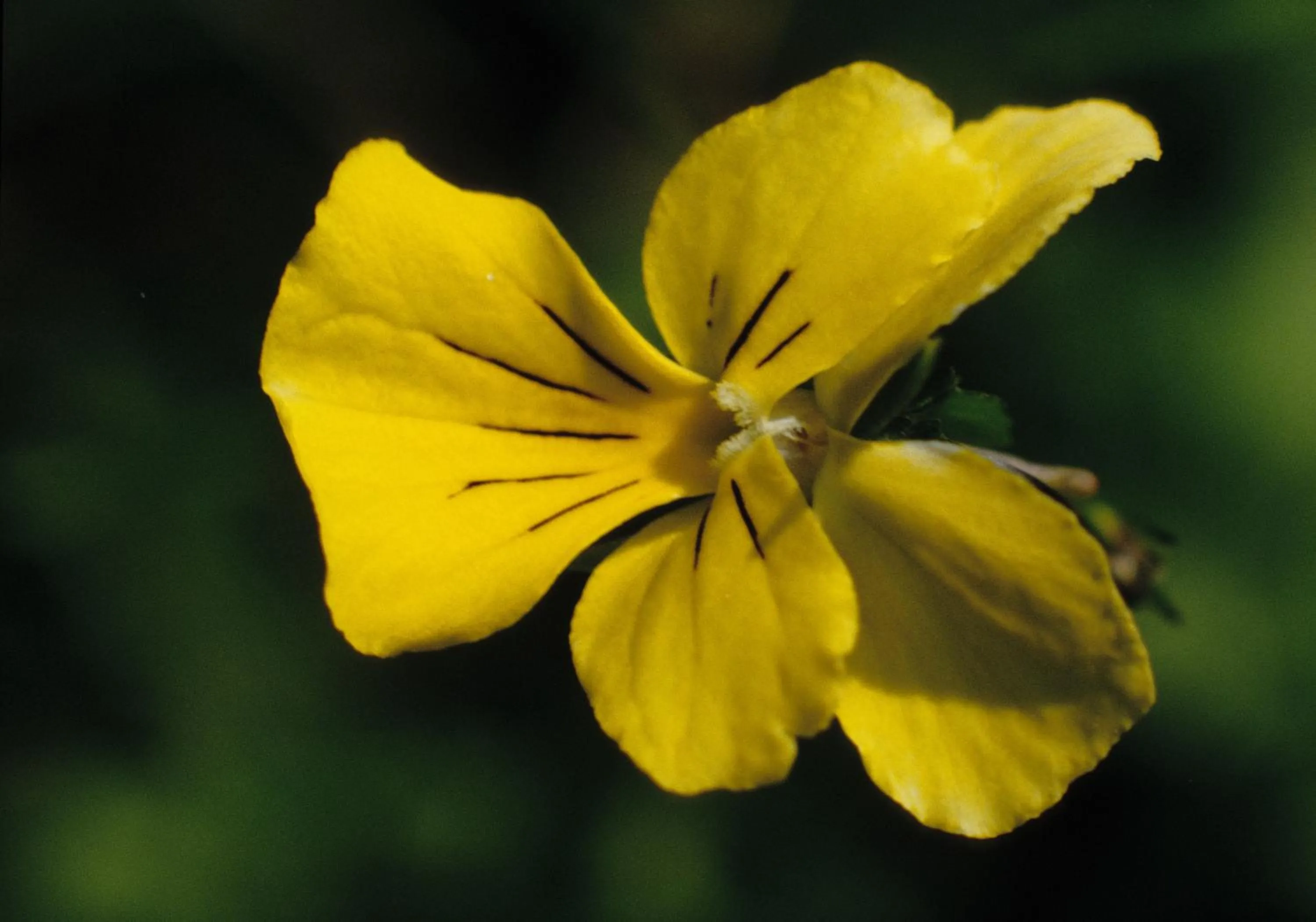 Spring in Park Hotel Kelmis