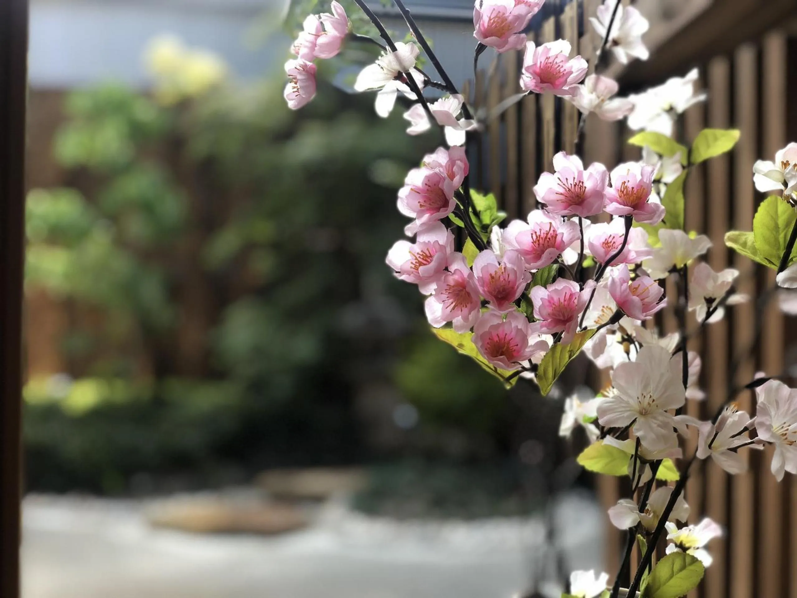 Other in SAKURA Aburaya