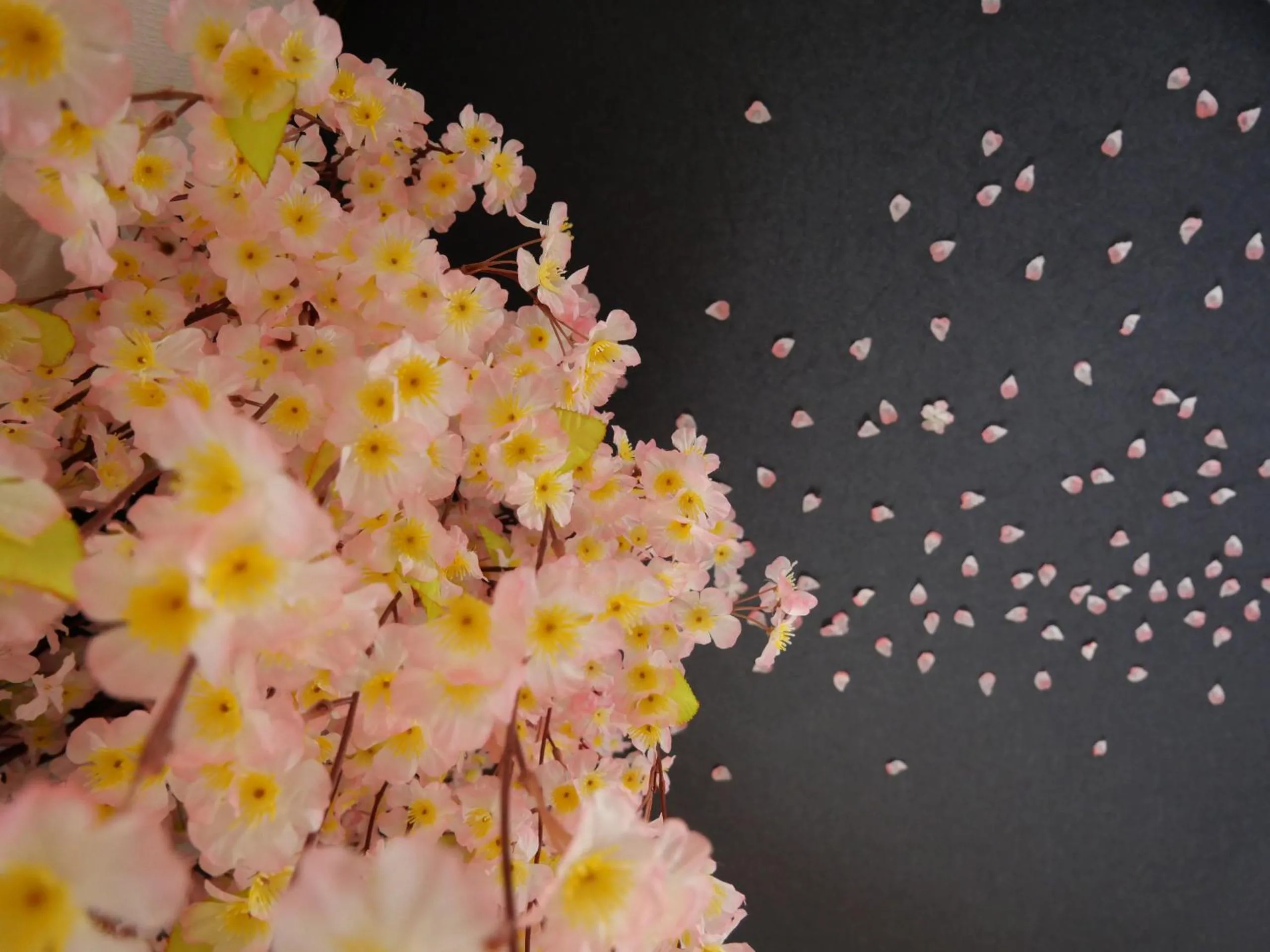 Other in SAKURA Aburaya