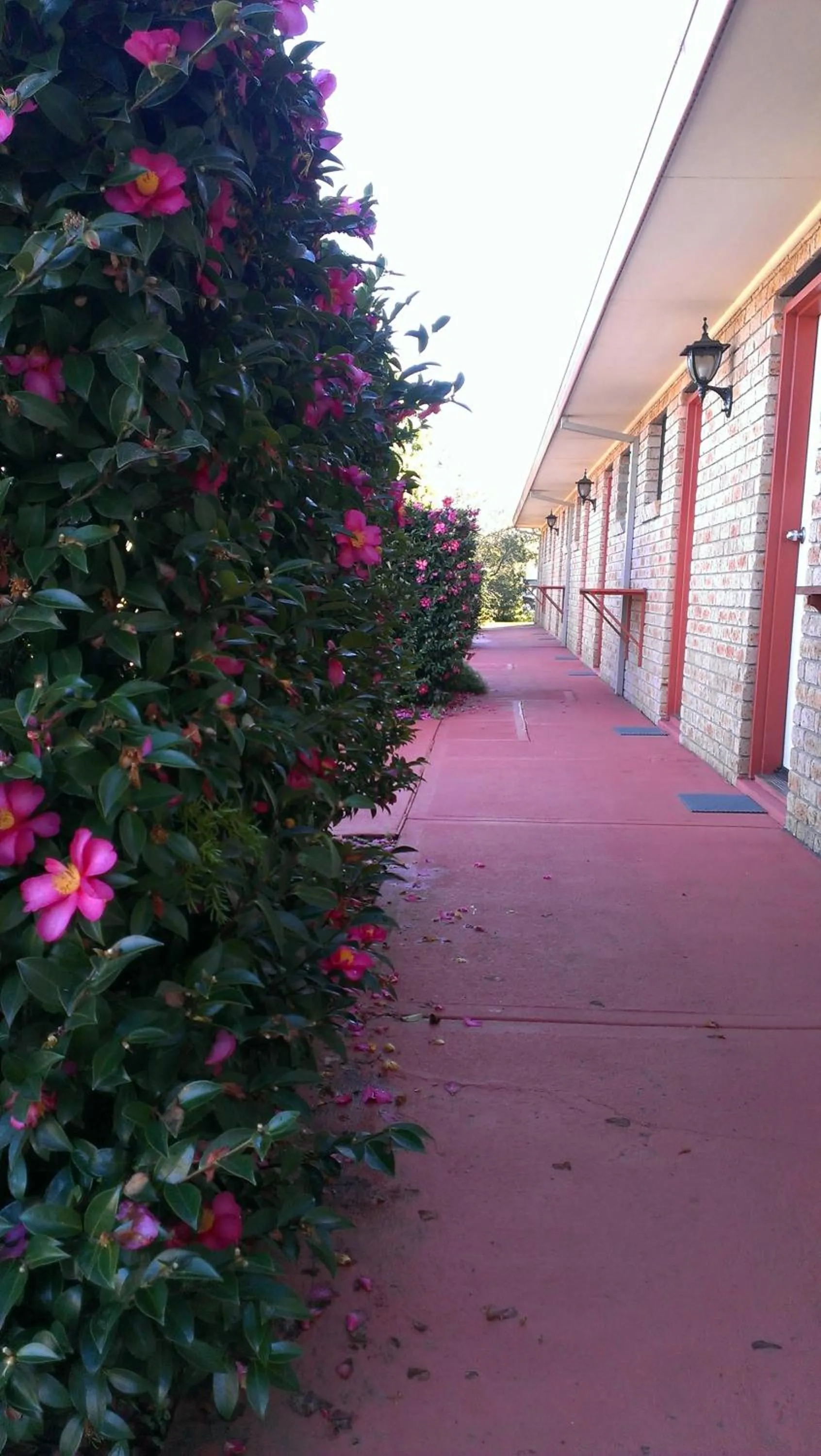 Patio in Idlewilde Town & Country Motor Inn