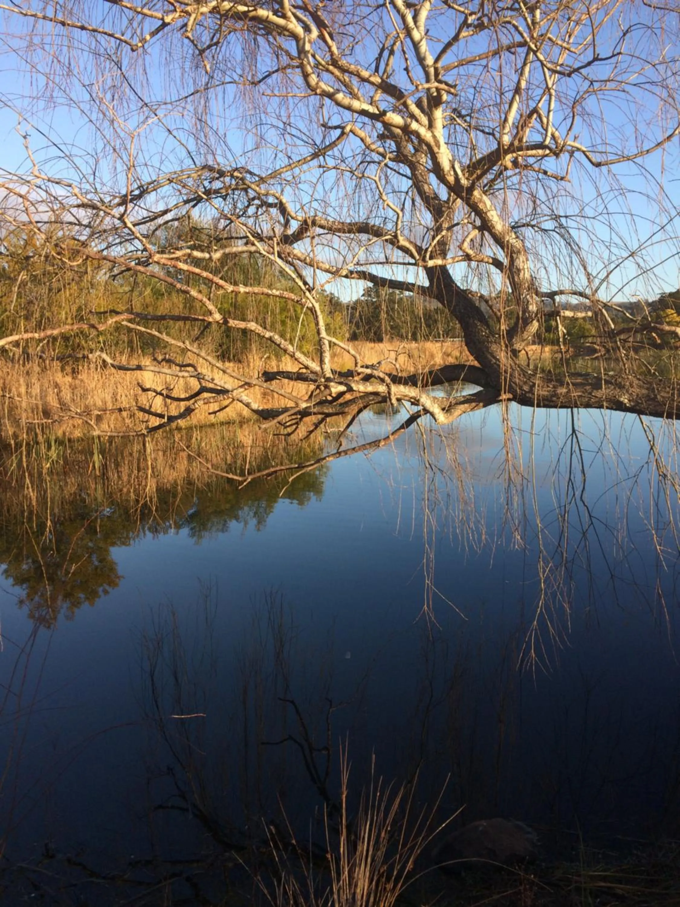 Natural landscape in Idlewilde Town & Country Motor Inn