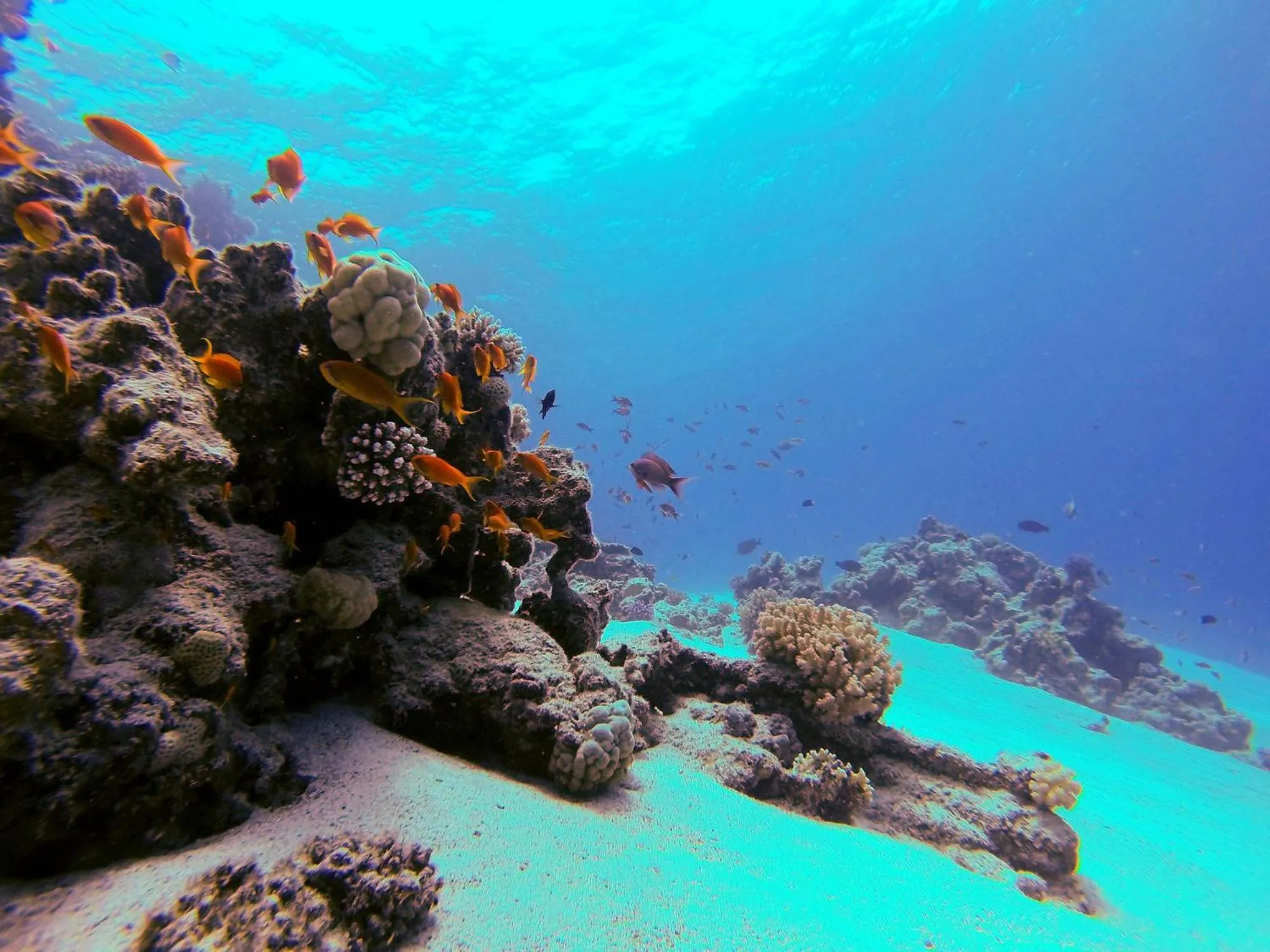 Diving in El Primo Hotel Dahab