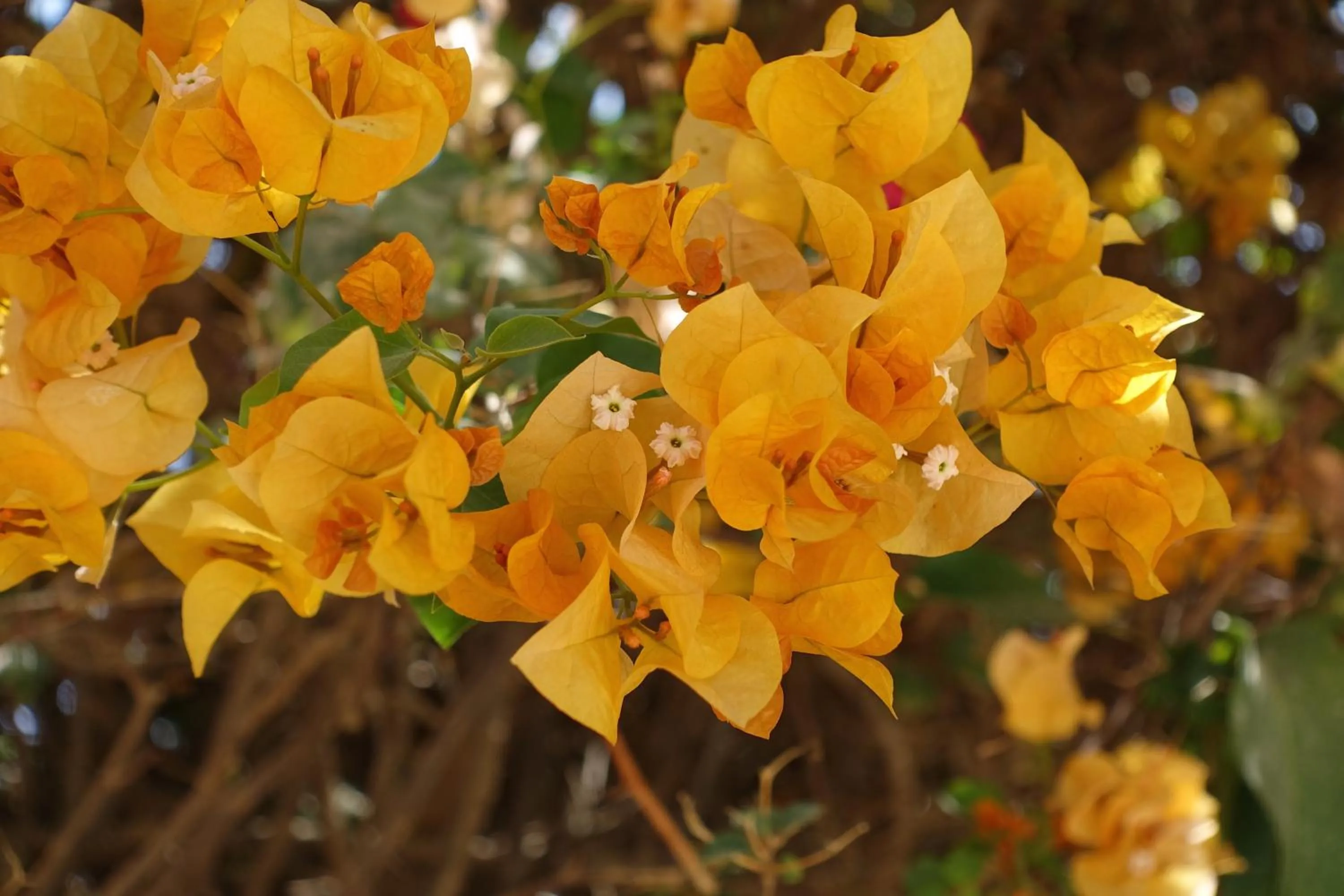 Garden view in Keur Marrakis