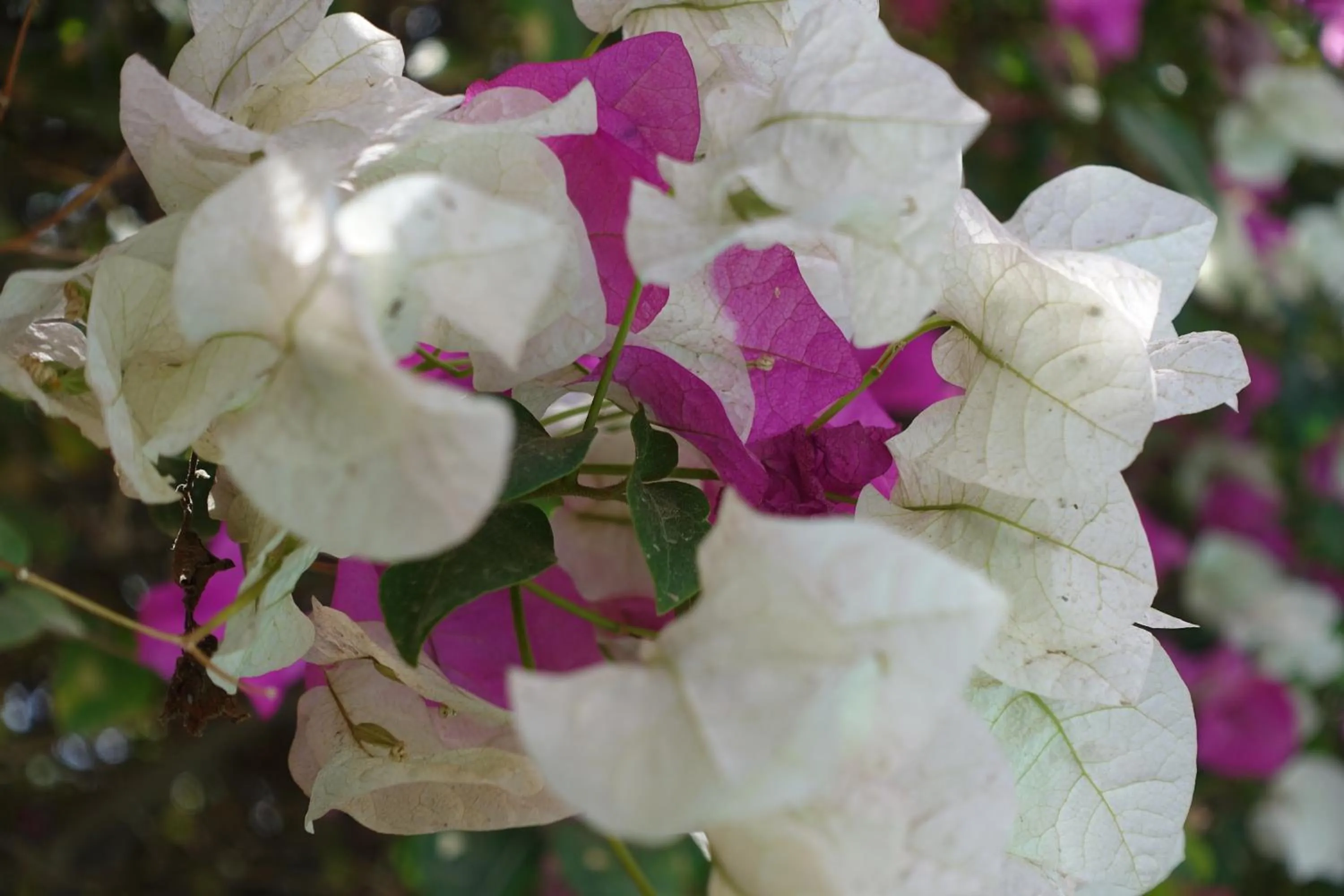 Garden view in Keur Marrakis