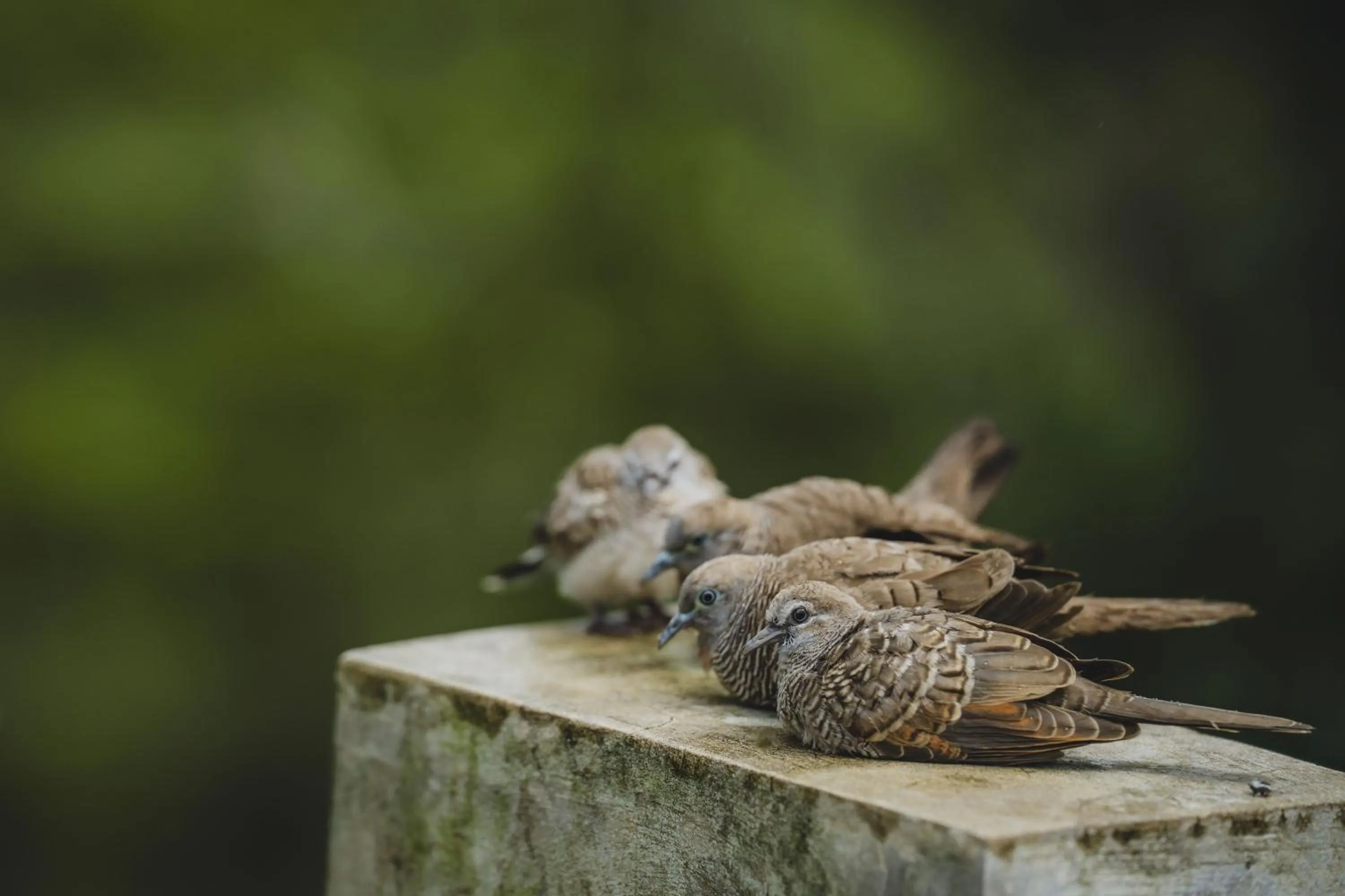 Day in The Hidden Paradise Ubud - CHSE Certified