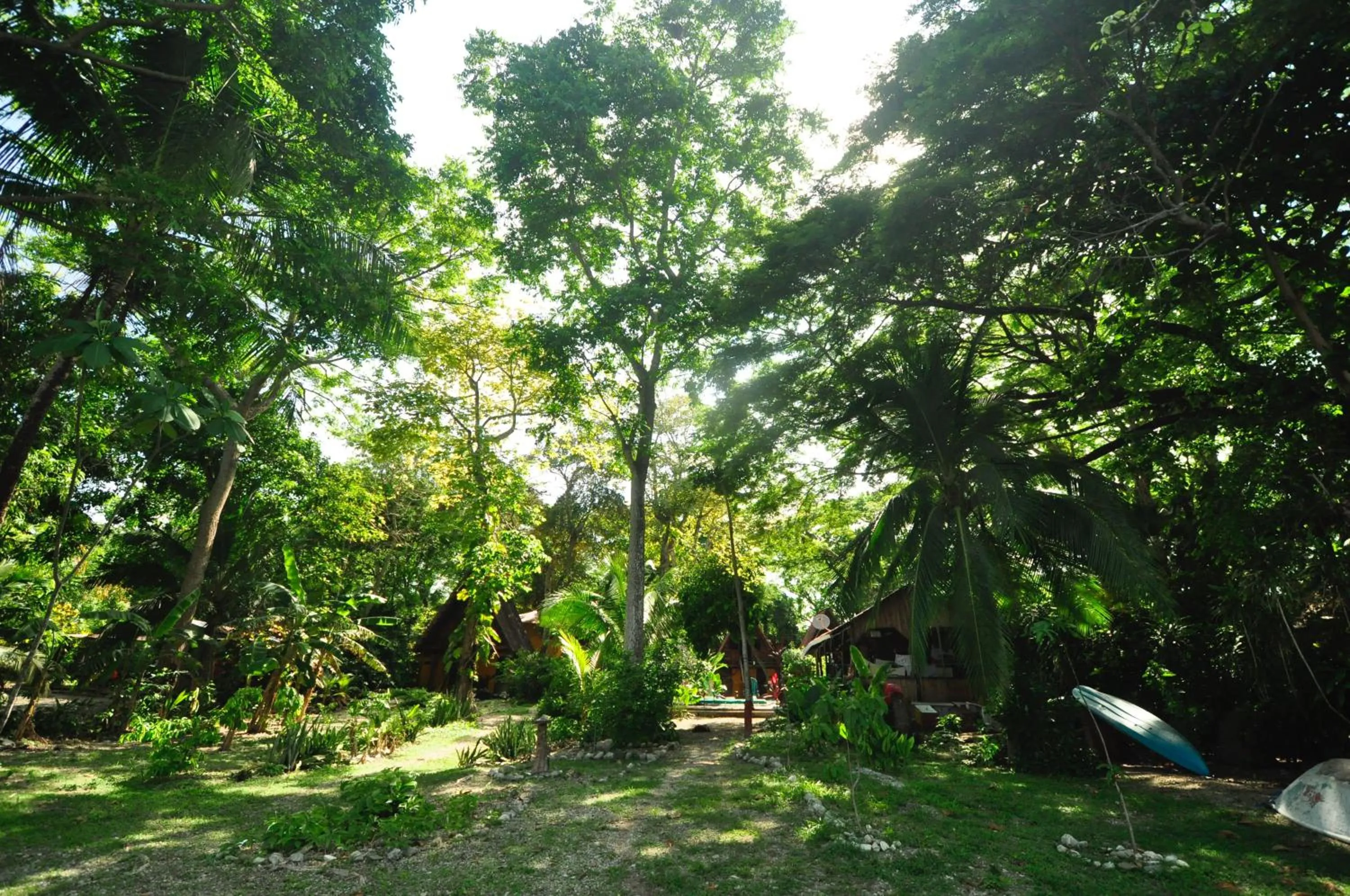 Spring in Howler Monkey Hotel