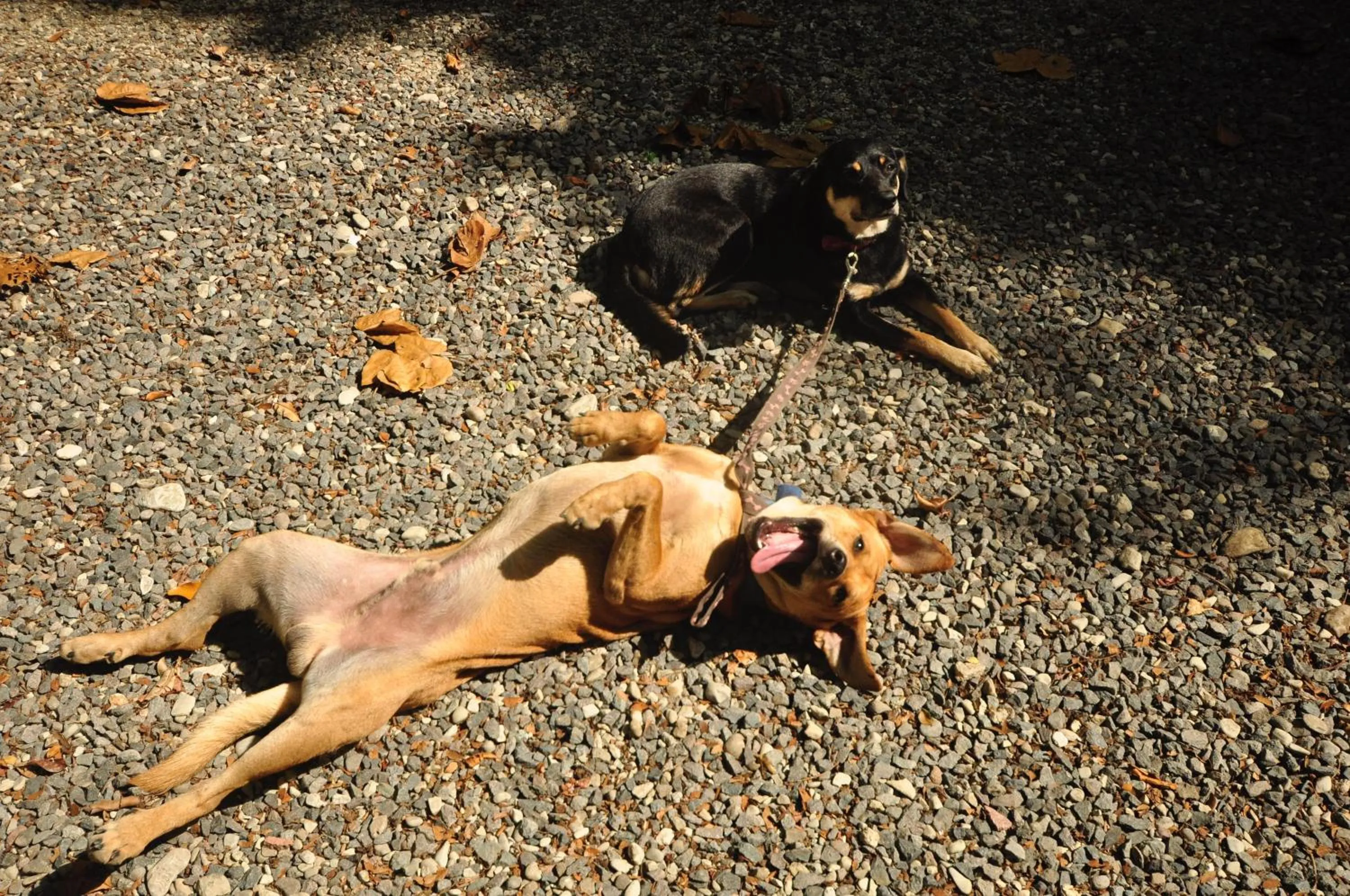 Pets in Howler Monkey Hotel