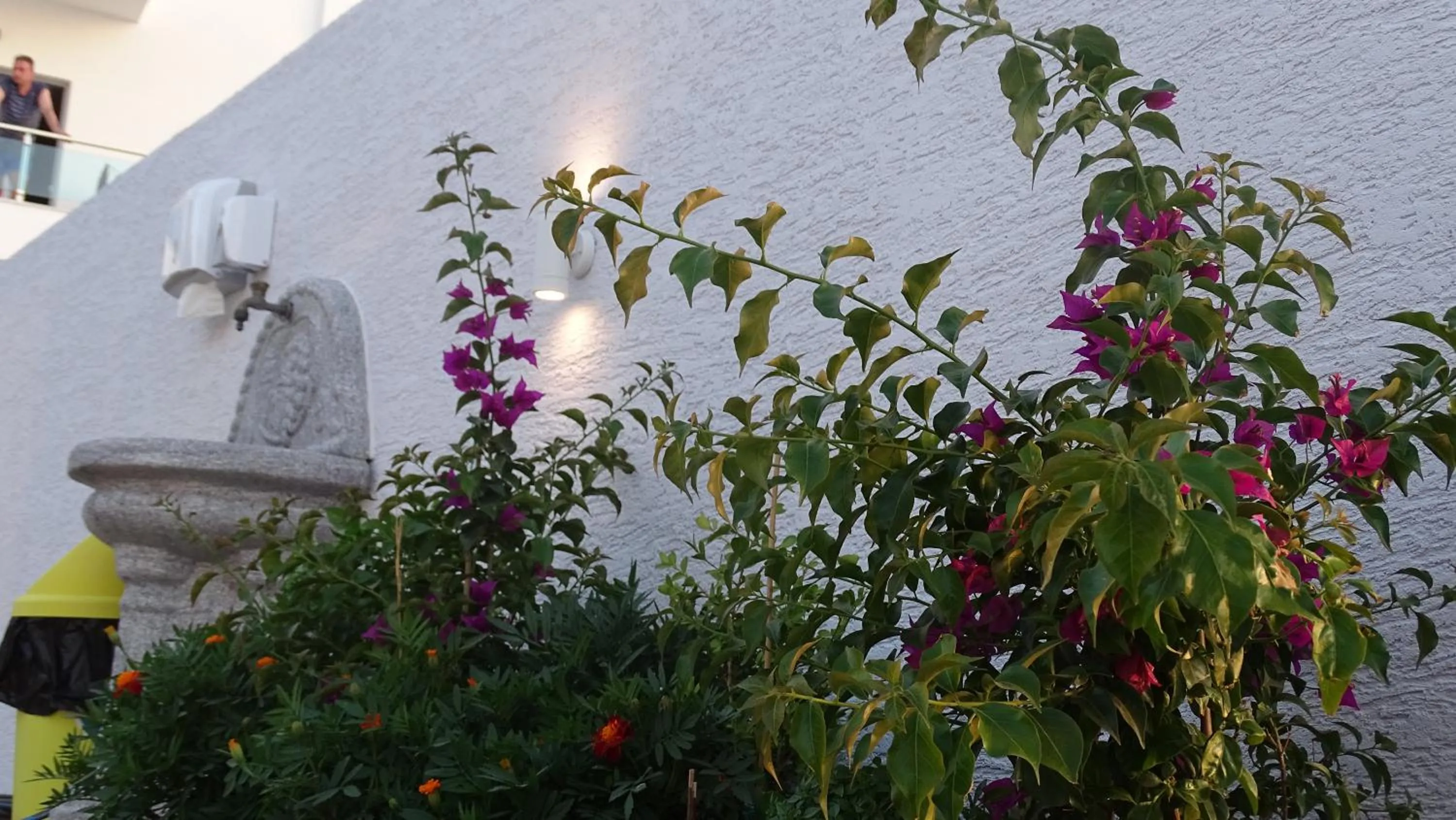 Garden in Hotel De Luna