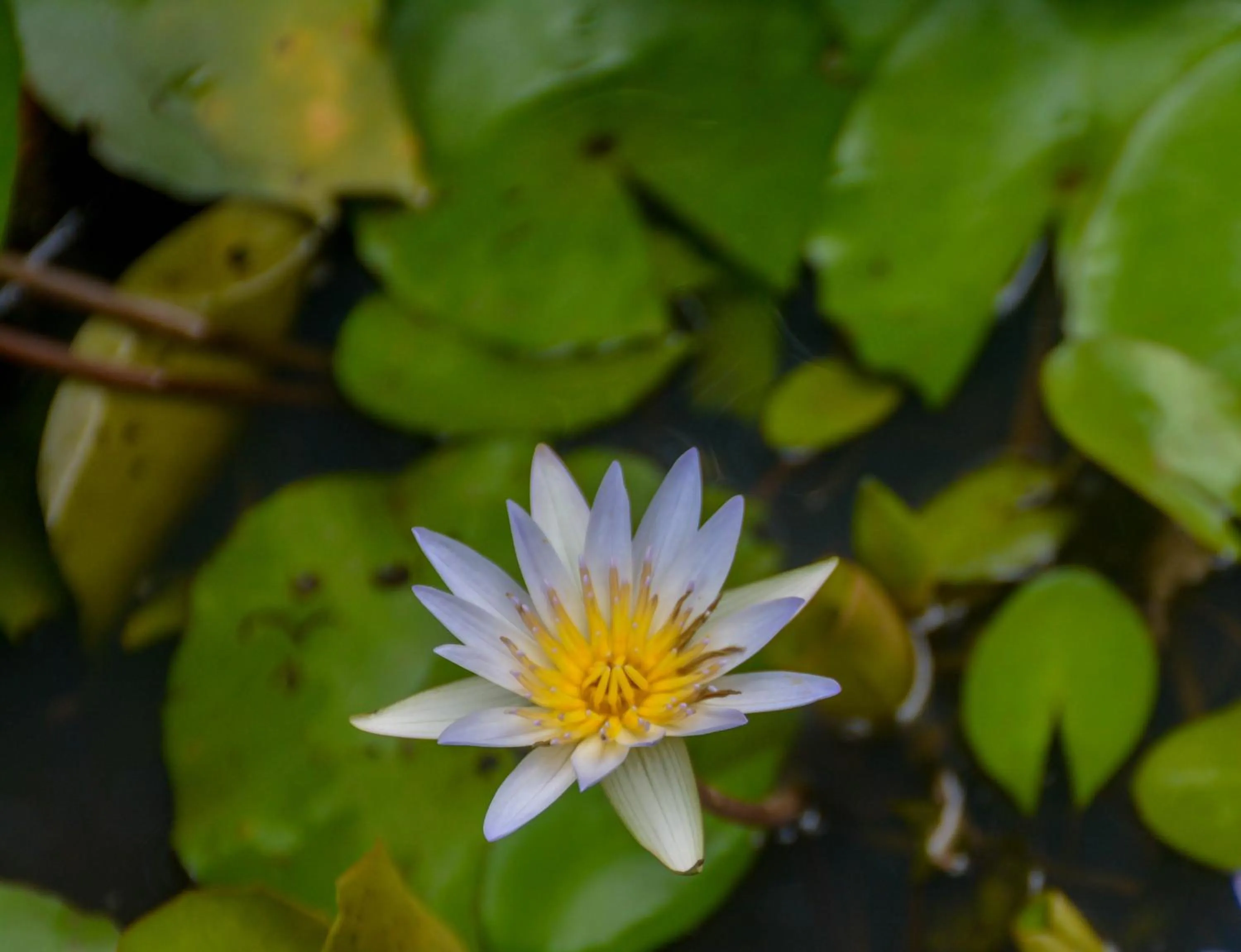Goyambokka Guesthouse