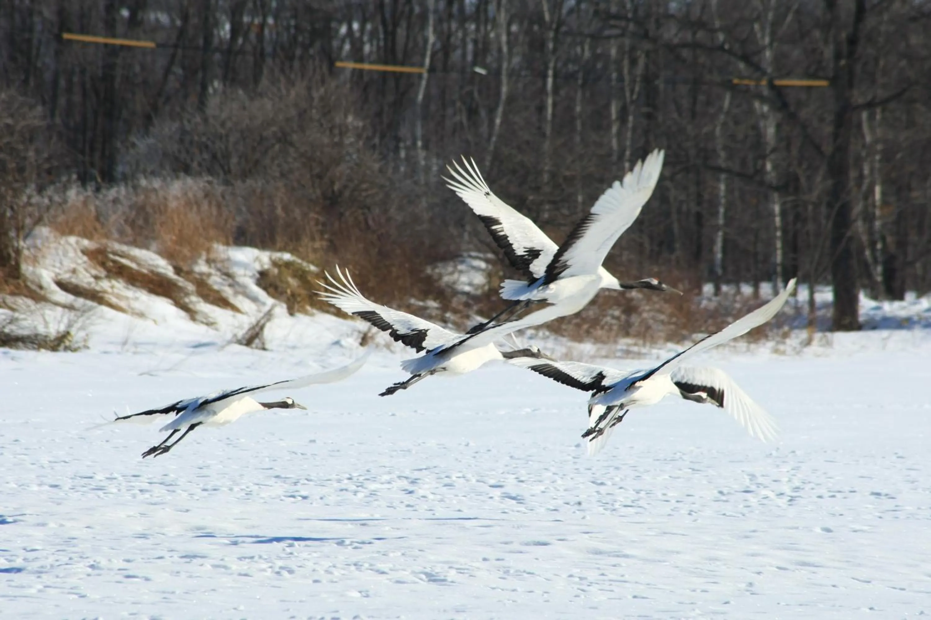 Natural landscape in Traveler's Inn Asanebo