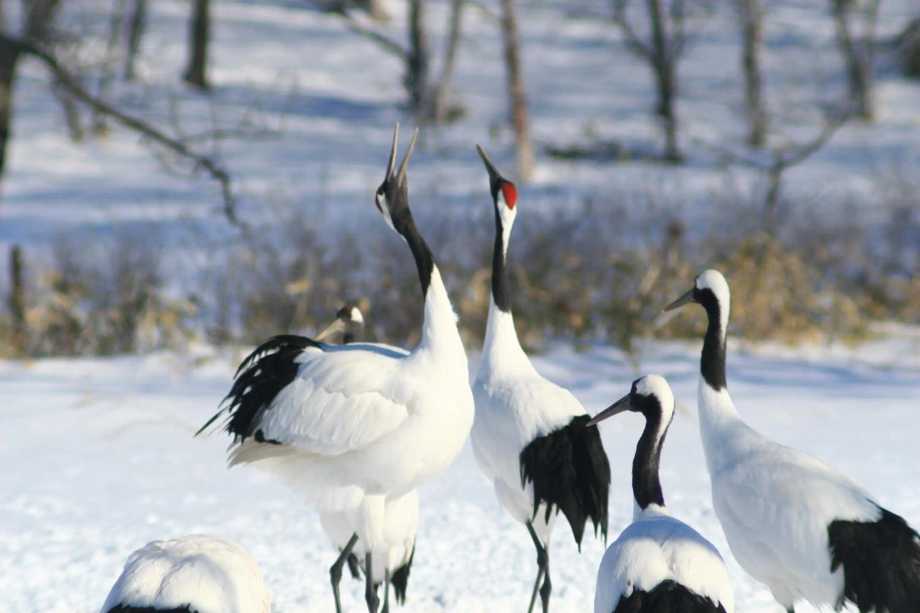 Natural landscape in Traveler's Inn Asanebo