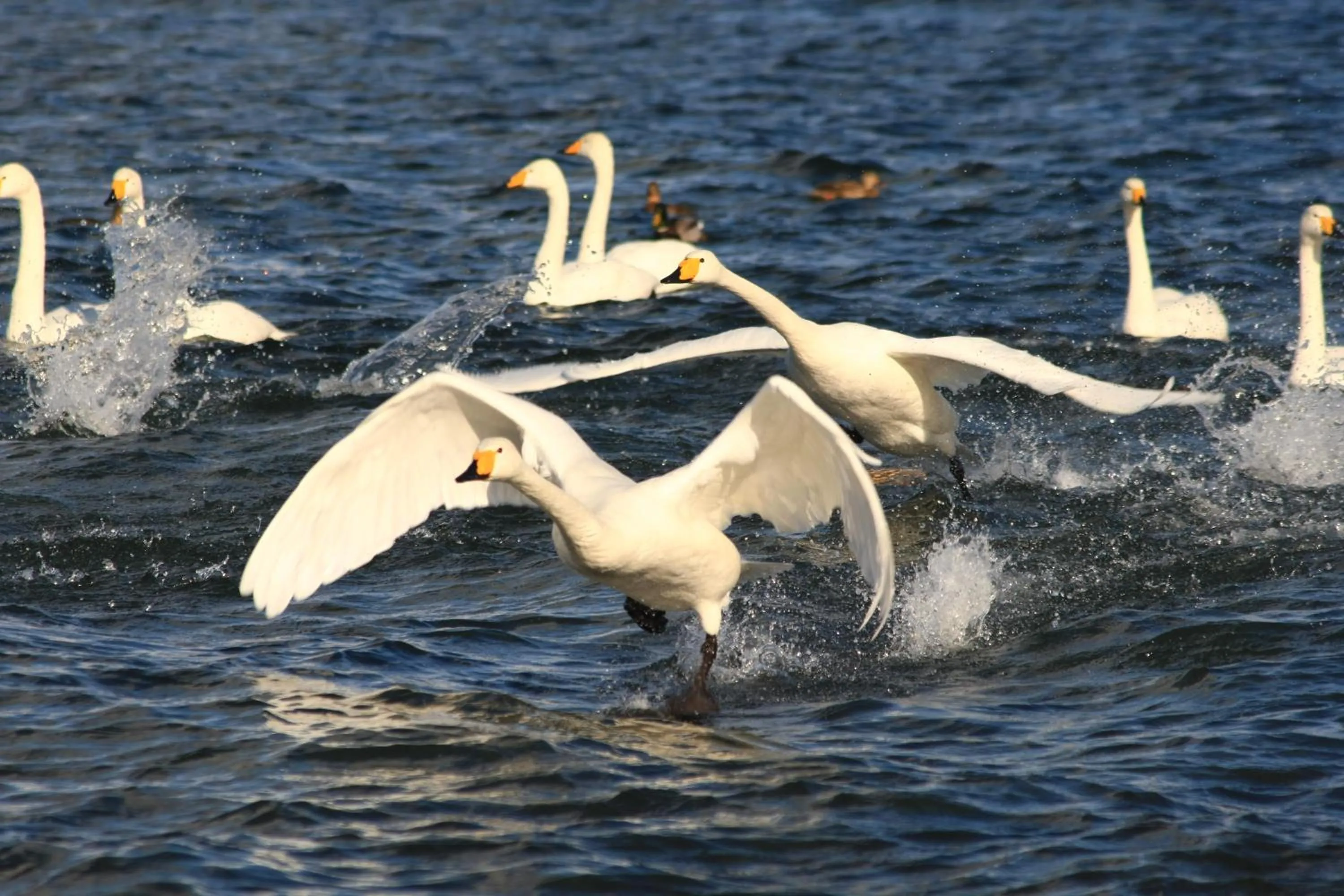 Natural landscape in Traveler's Inn Asanebo