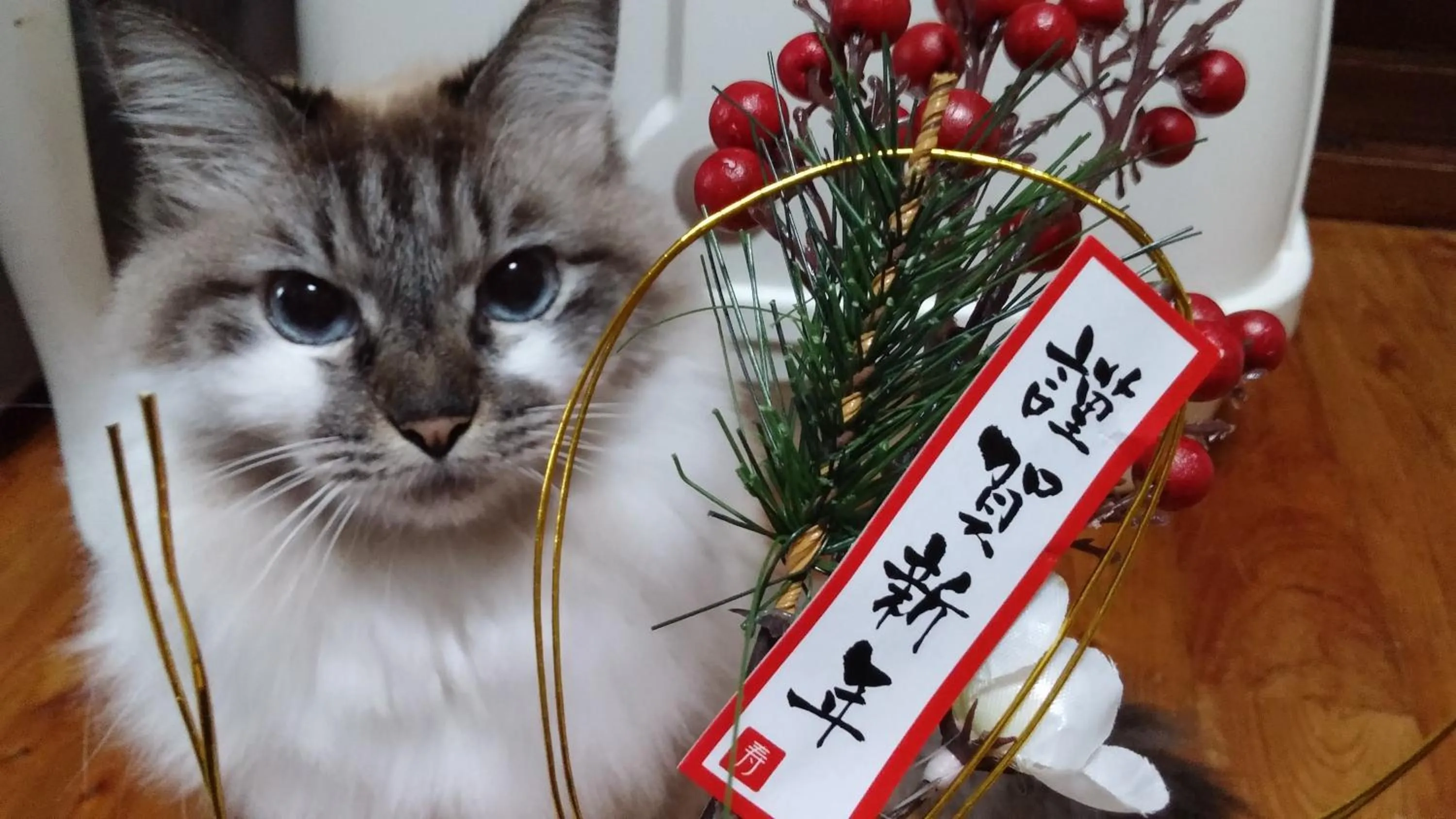 Animals in Milk-ya Women-Only Guest House