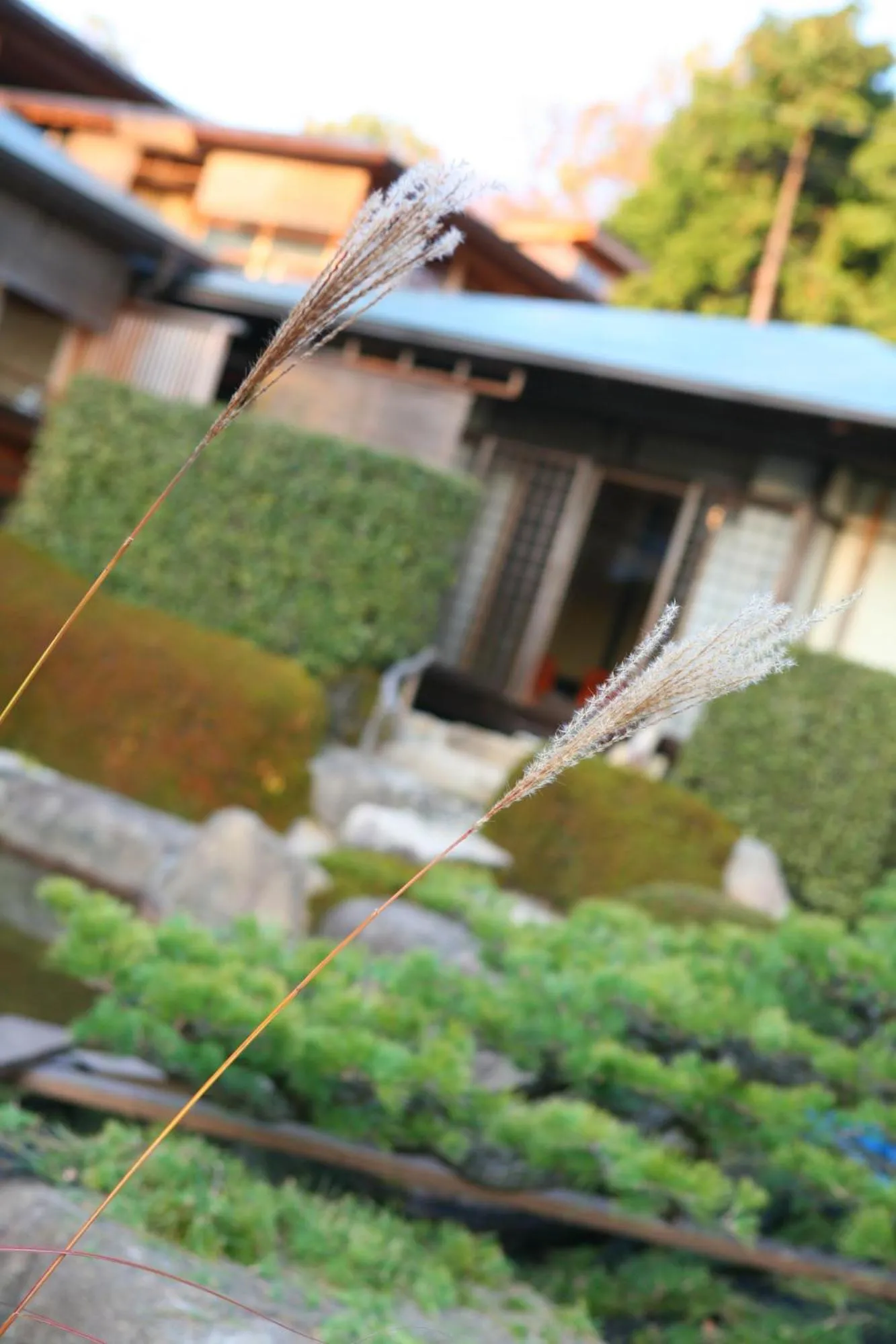 Garden view in Sekitei