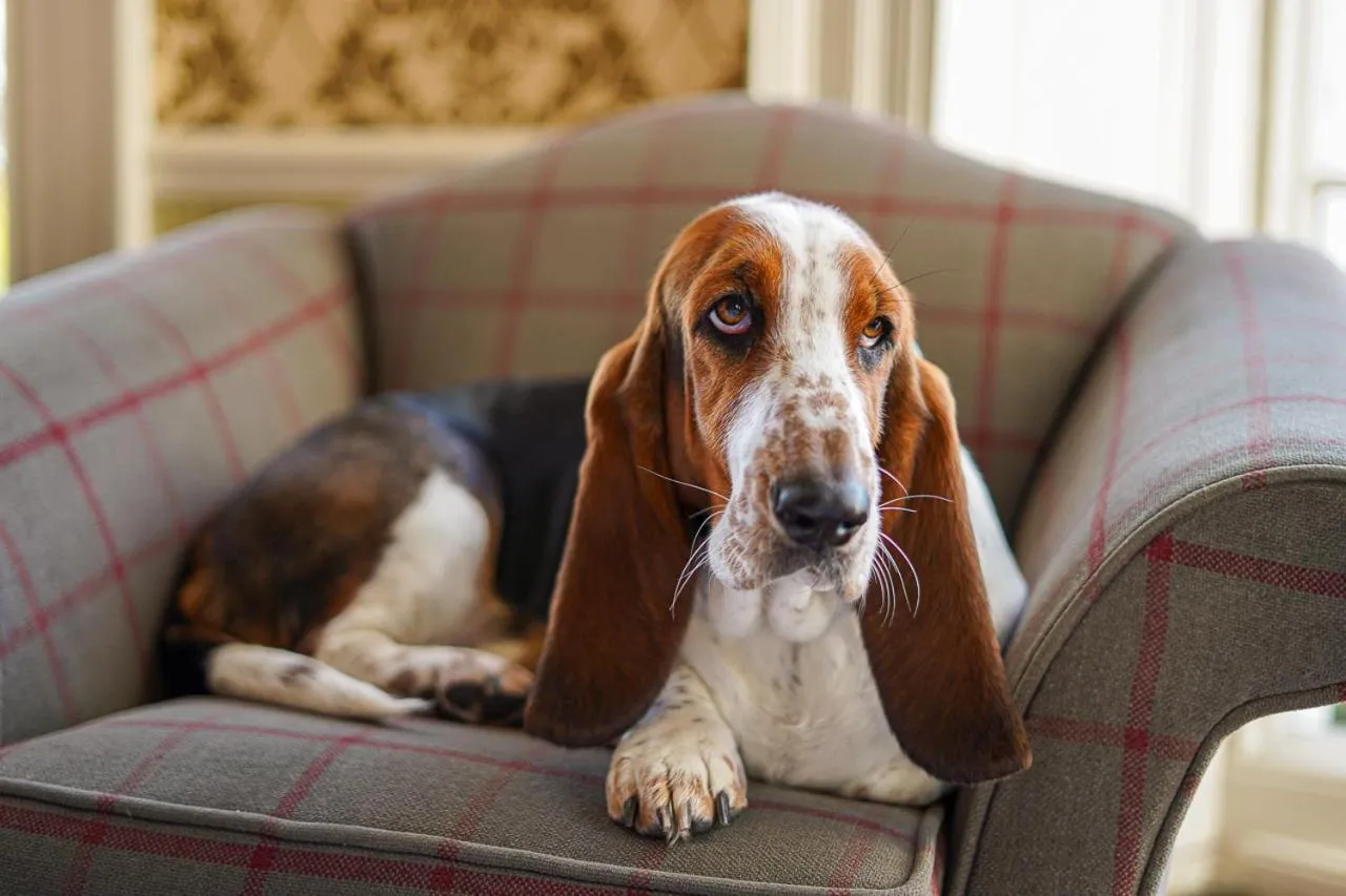 Lounge or bar in Owston Hall Hotel