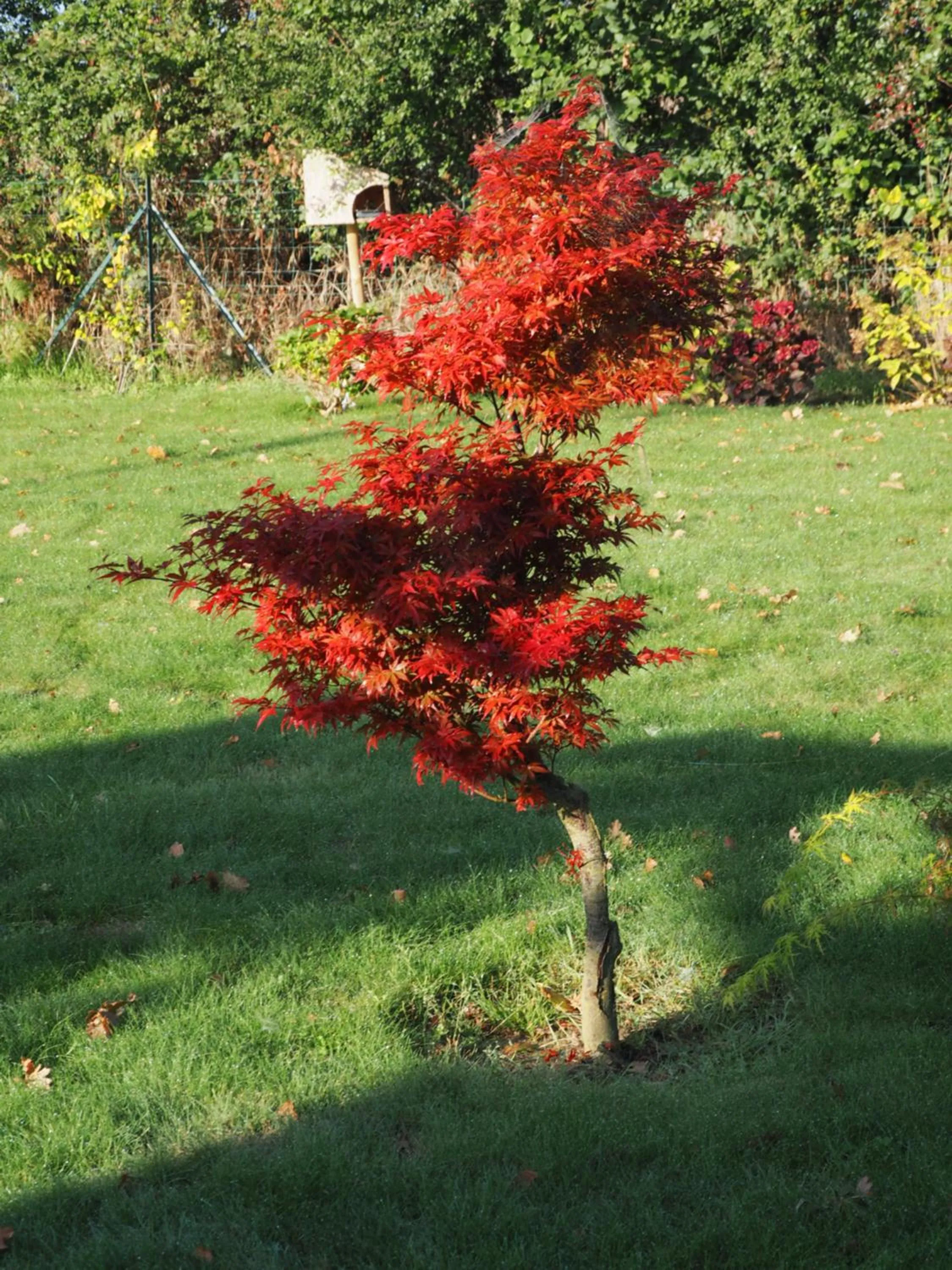 Garden view in L'Oustaou du Bodo