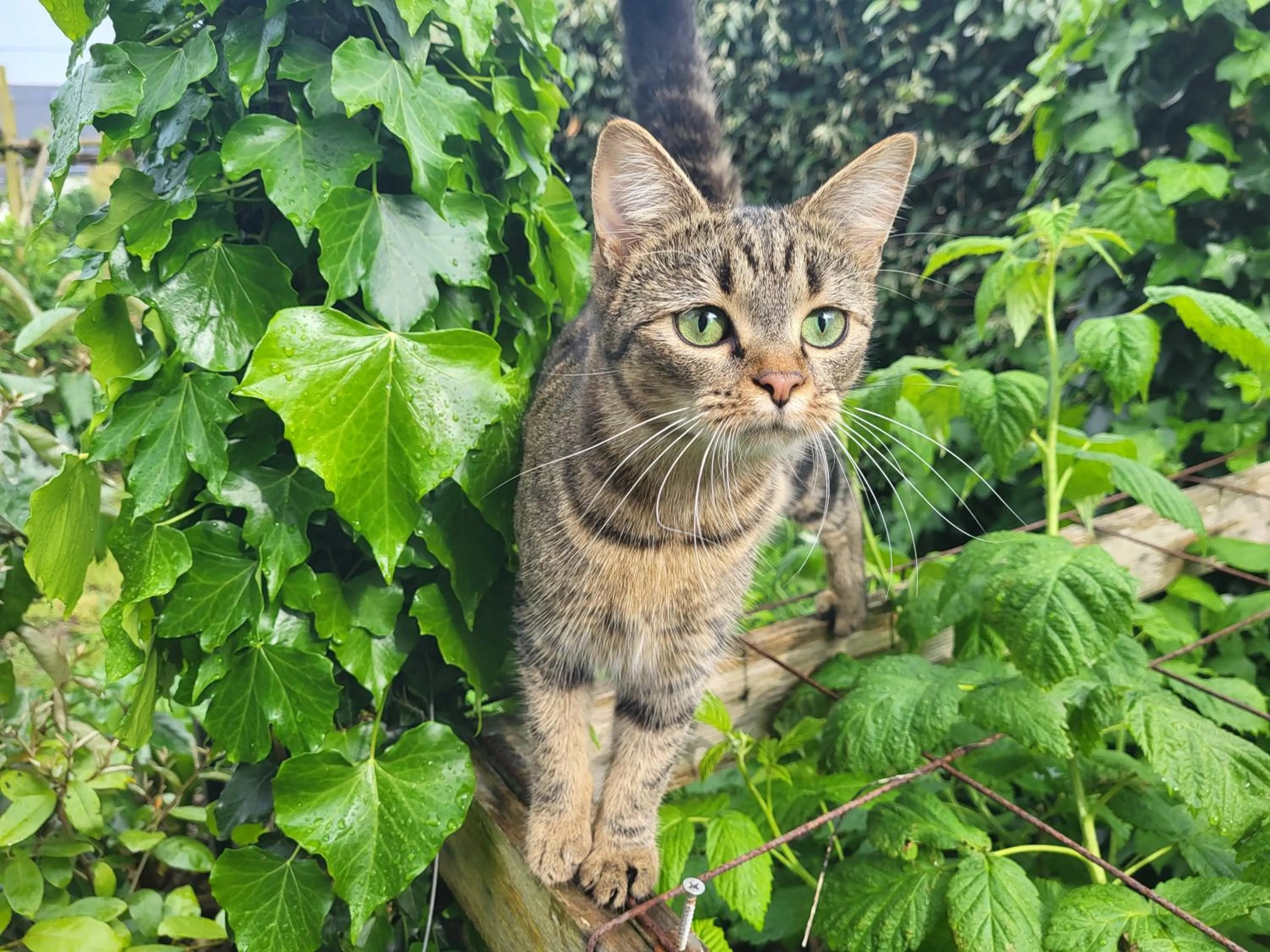 Pets in L'Oustaou du Bodo