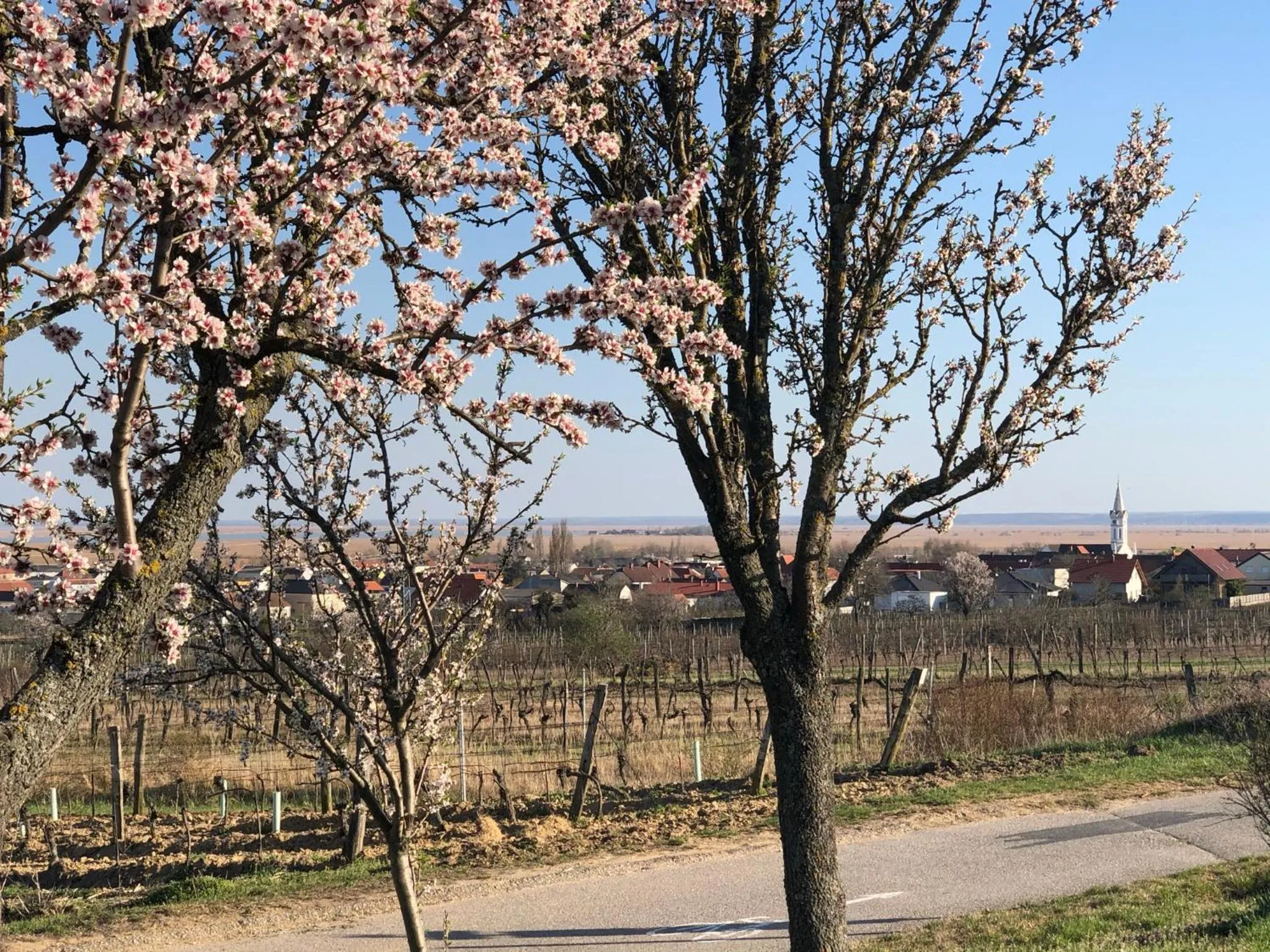 Spring in Pension Peterhof