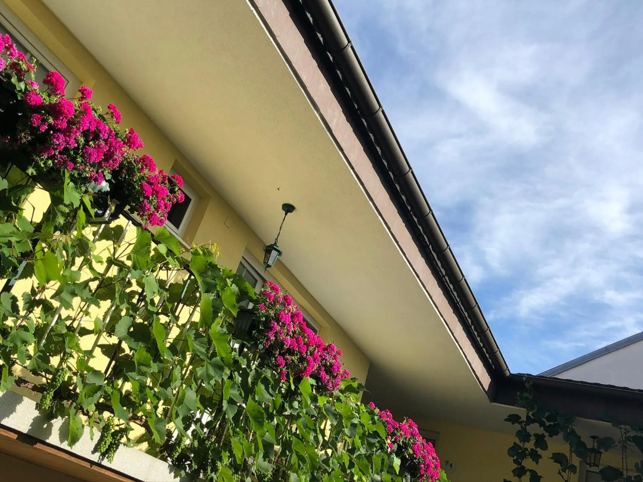 Patio in Pension Peterhof