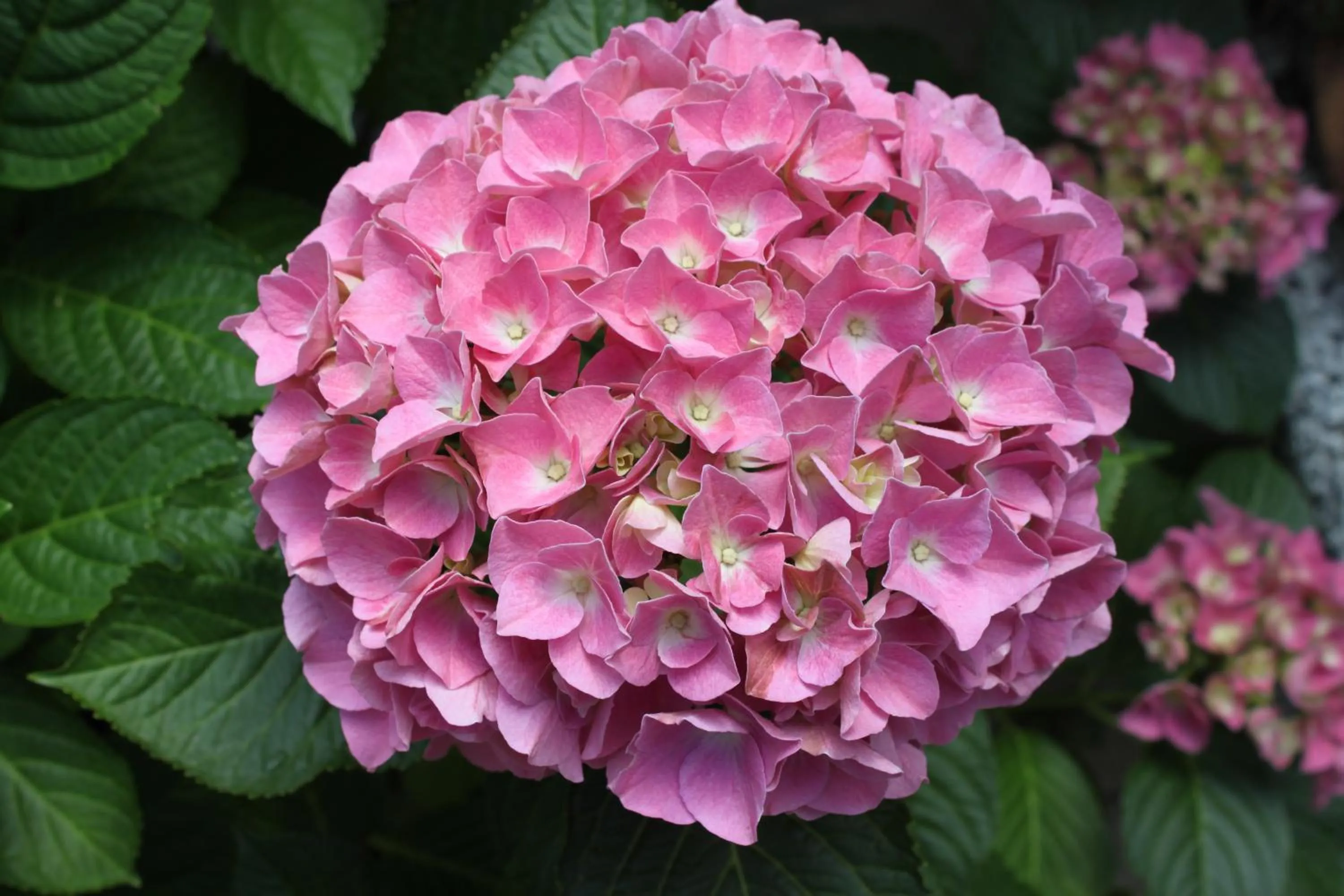 Garden in Pension Peterhof
