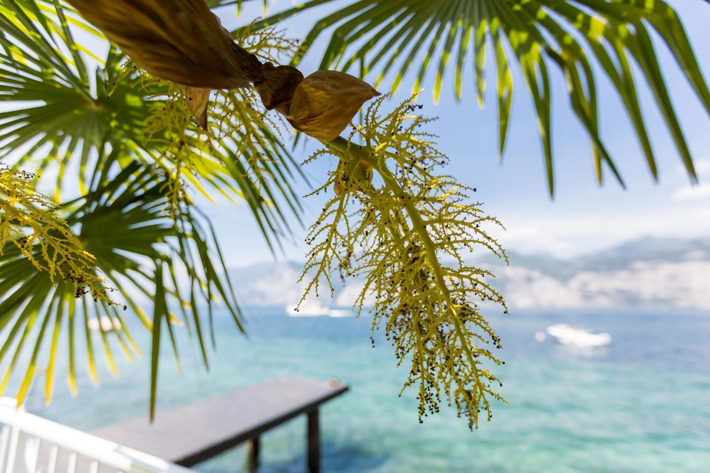 Garden in Hotel Vega