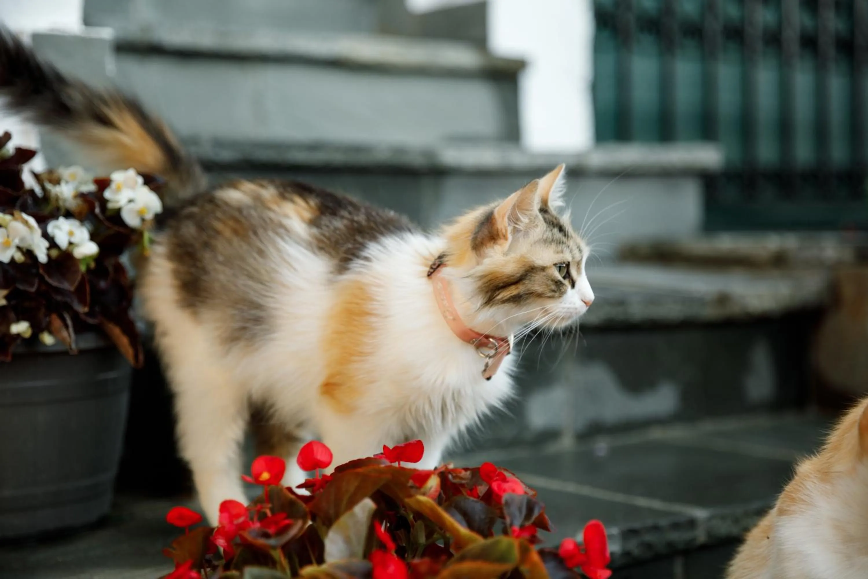 Pets in Boutique Hotel Musée