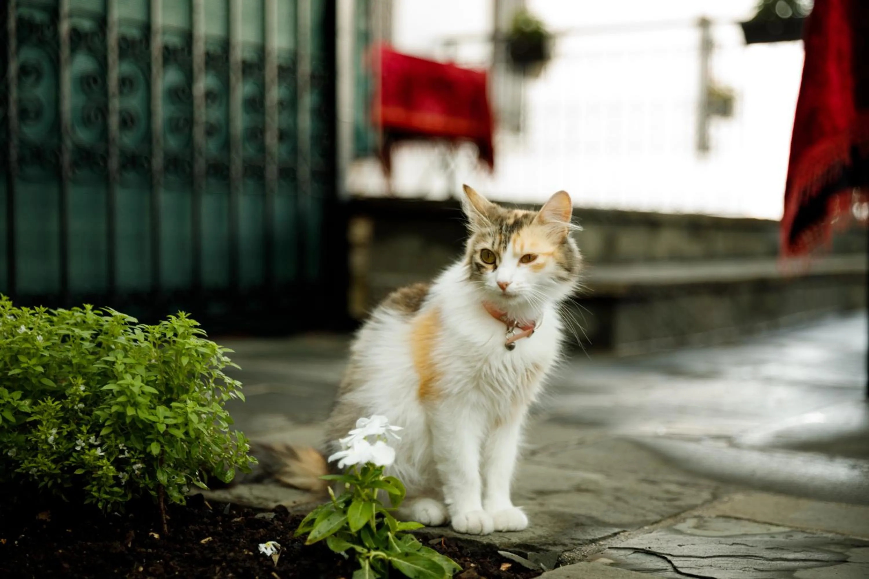 Pets in Boutique Hotel Musée