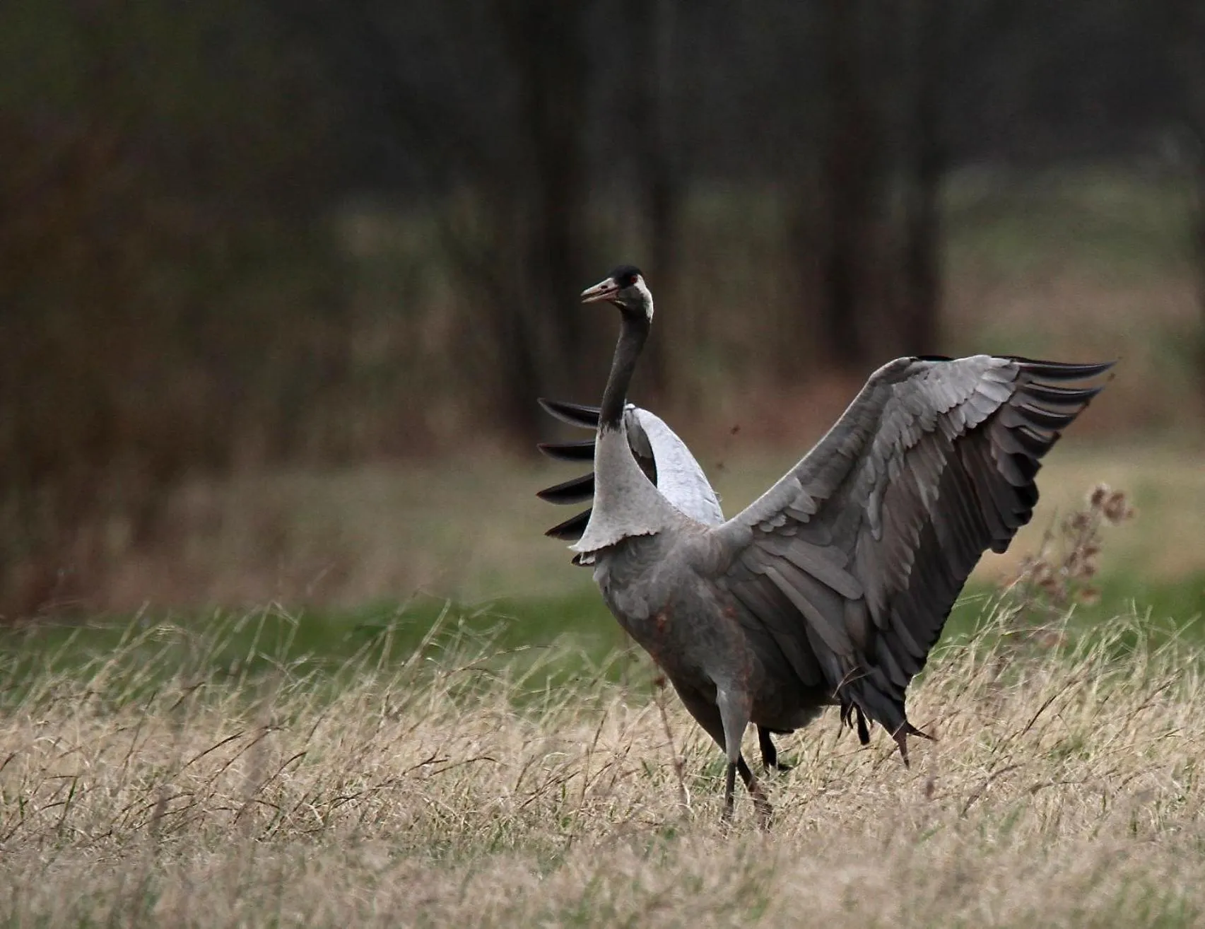 Cascina Borgofrancone