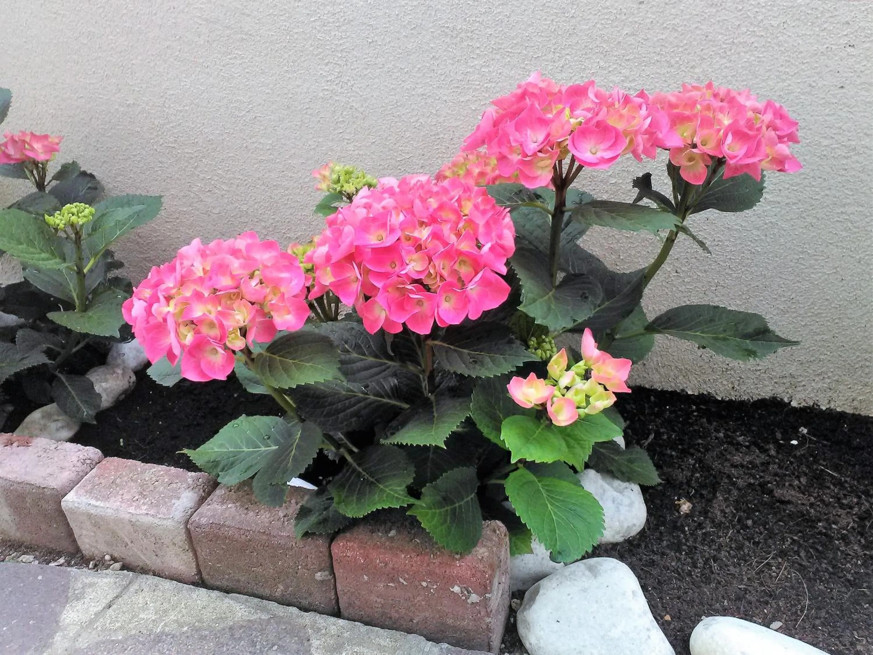 Garden in Hotel Orchidea