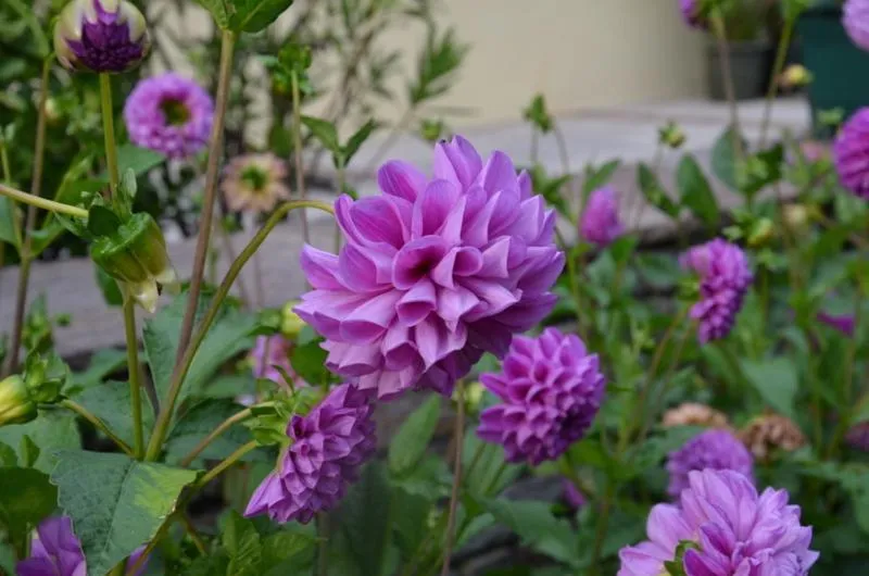 Garden in Hotel-Pension Strolz