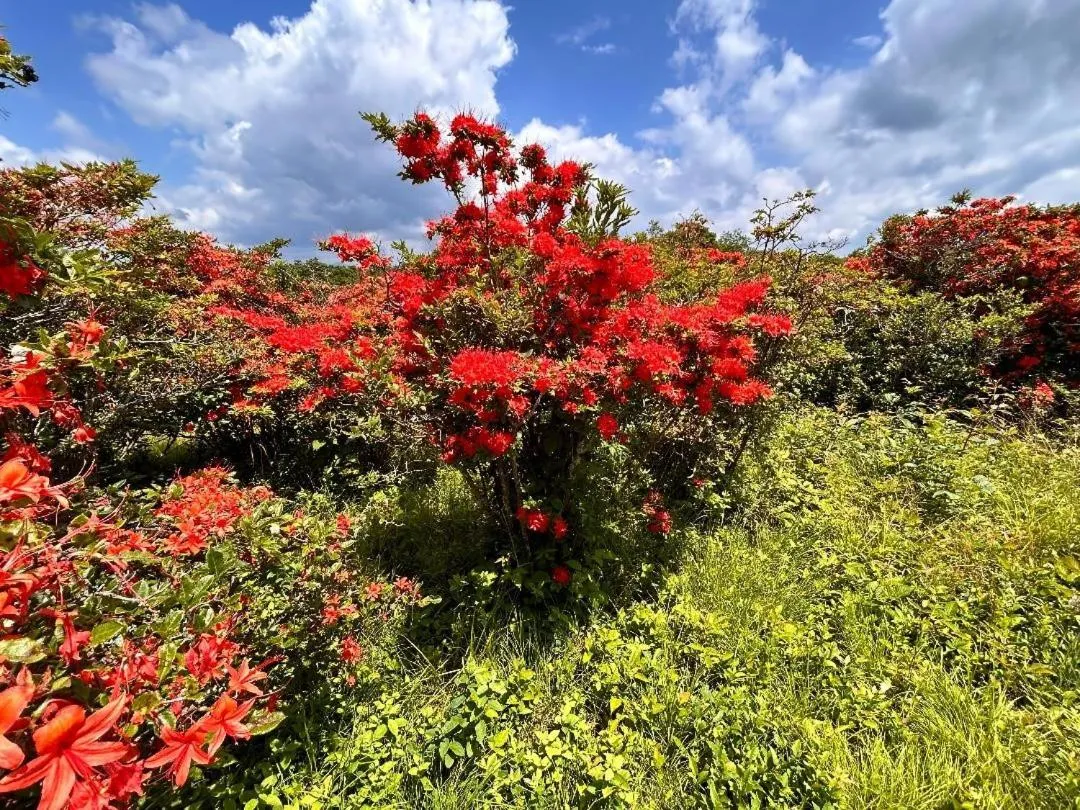 Spring in Love Shack