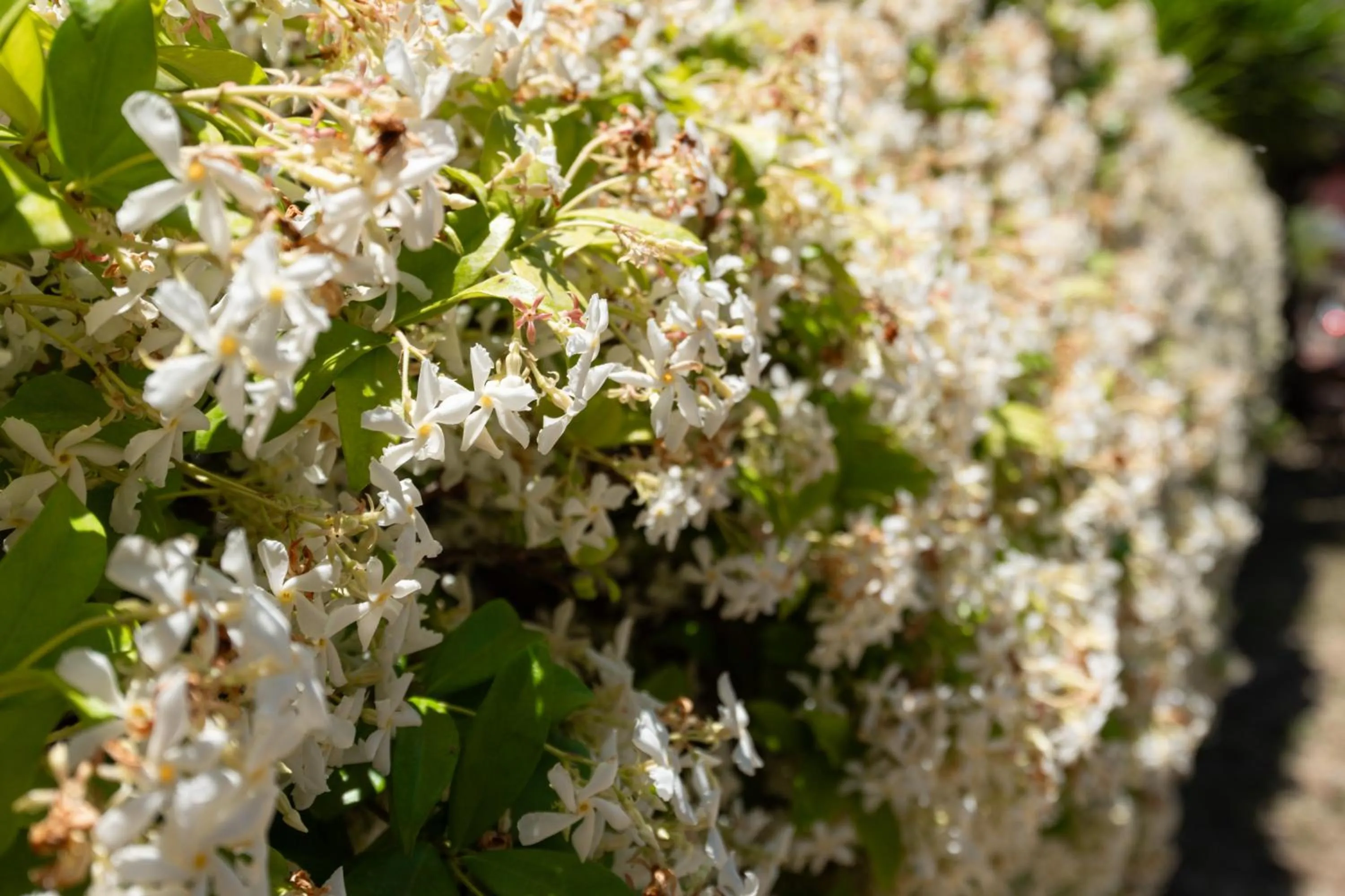Garden in Villa Santangelo