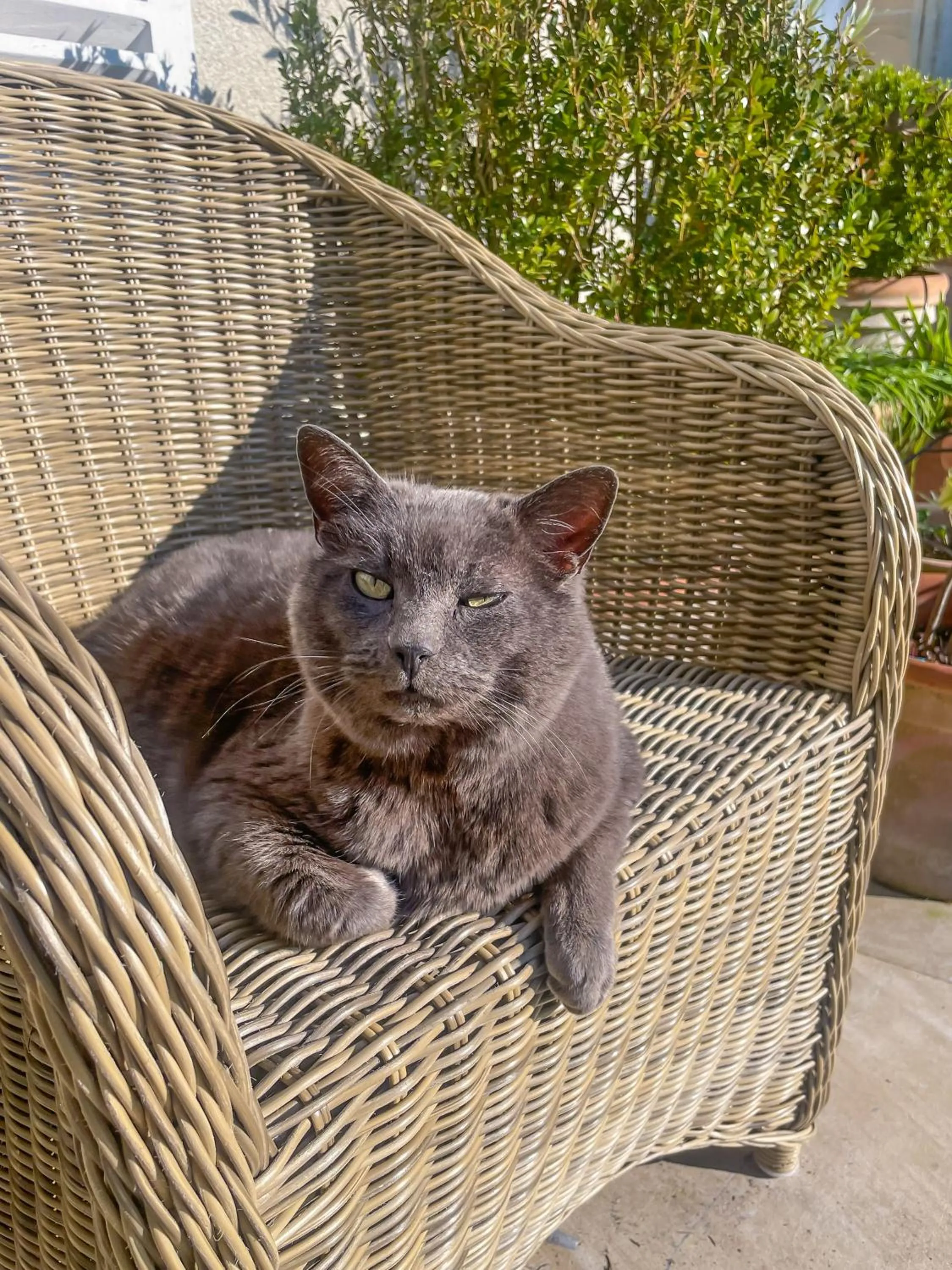 Pets in Clos de Bellefontaine B&B