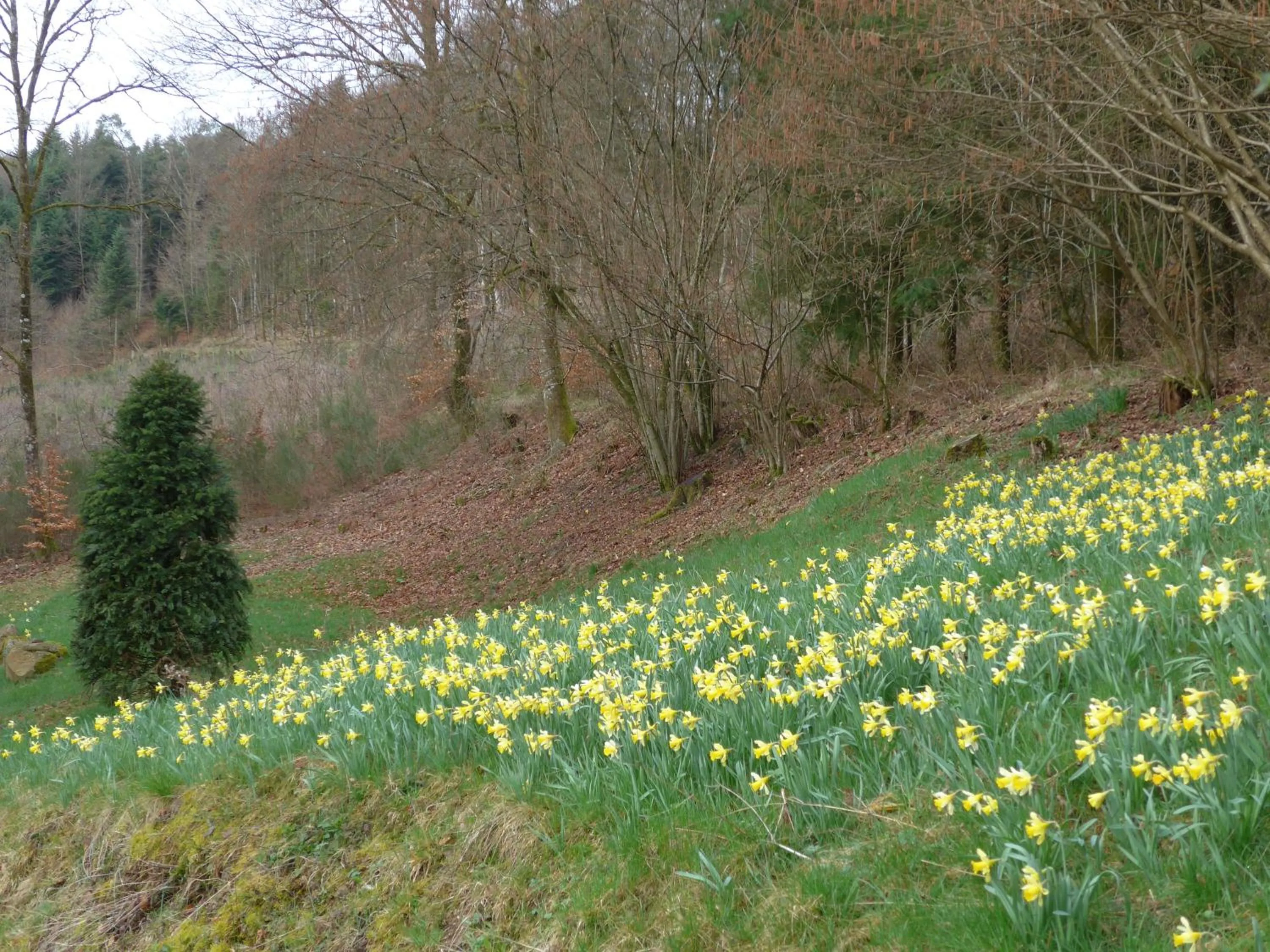 Garden view in Au Palton