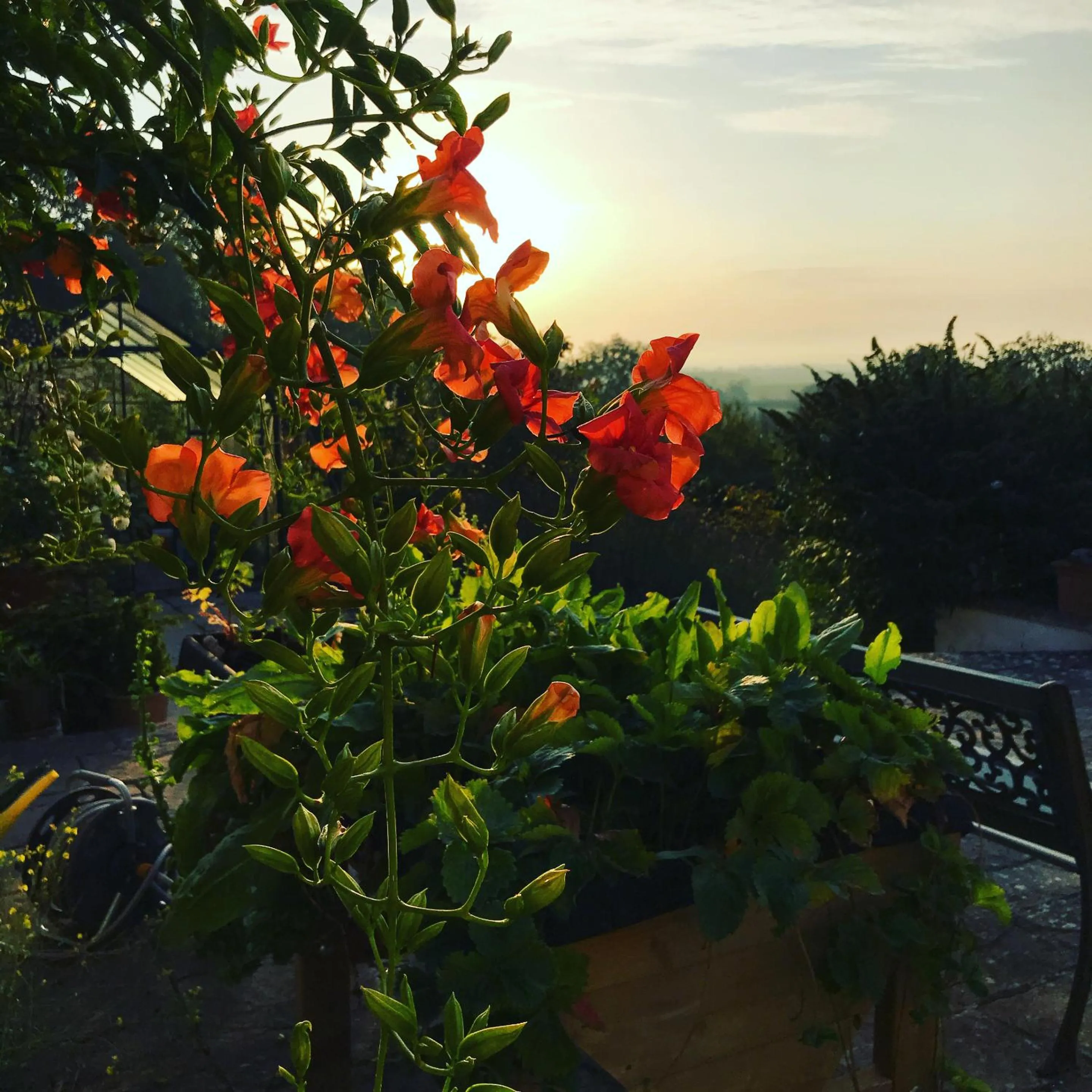 Garden in Shakespeare's View