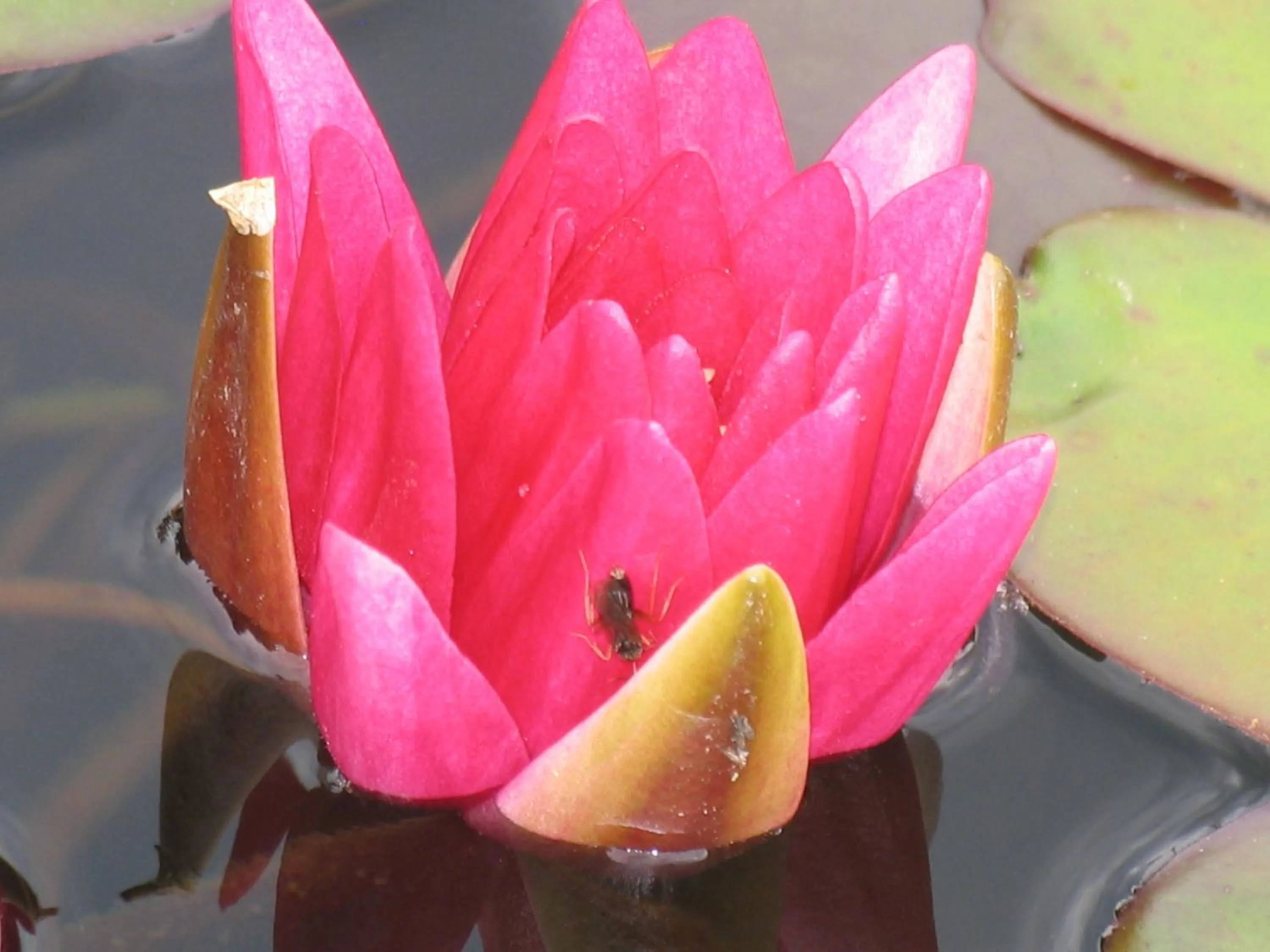 Garden in Blue Grouse Country Inn