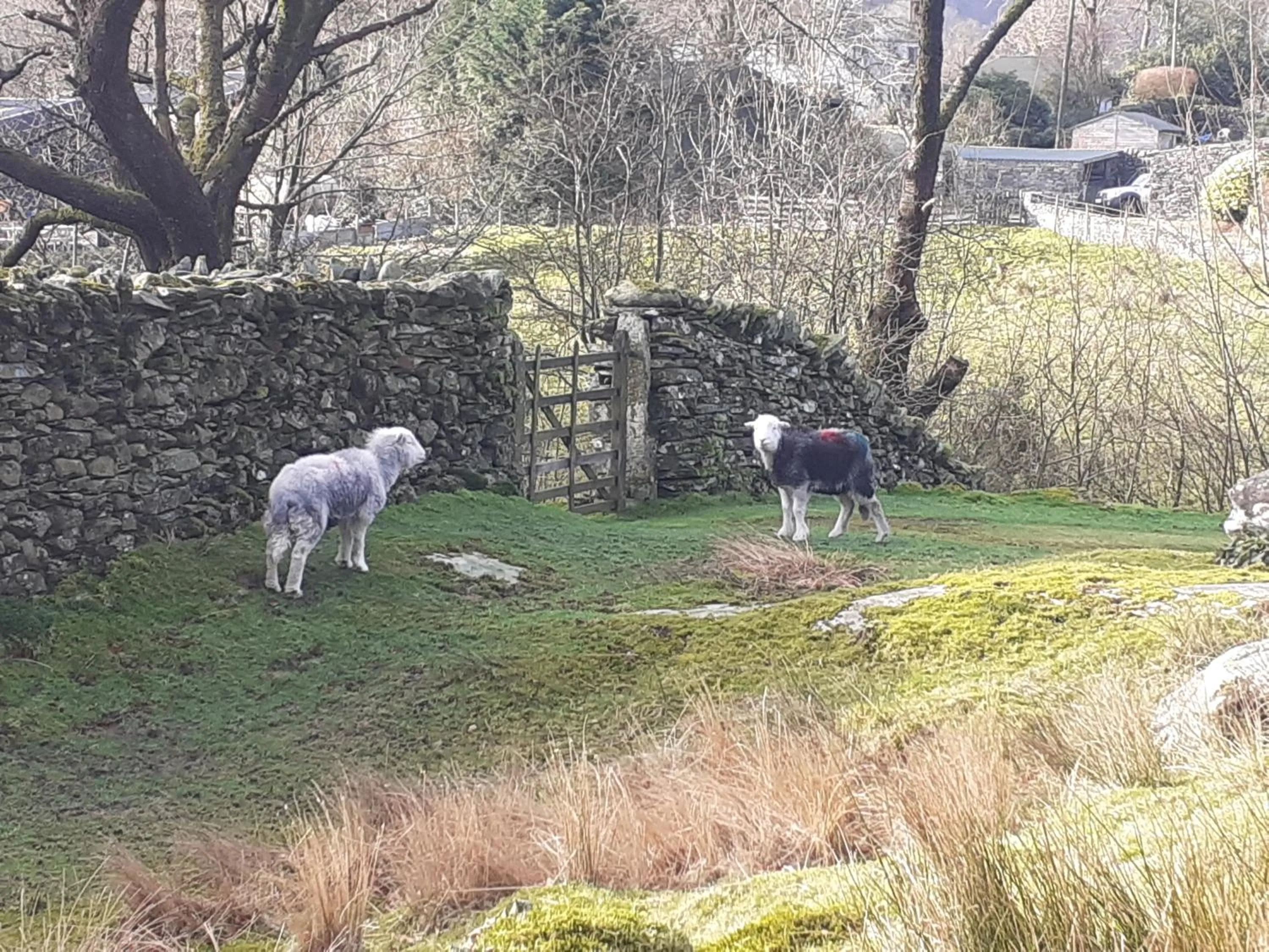 Animals in Invergarry Room Only Guest House For Adults