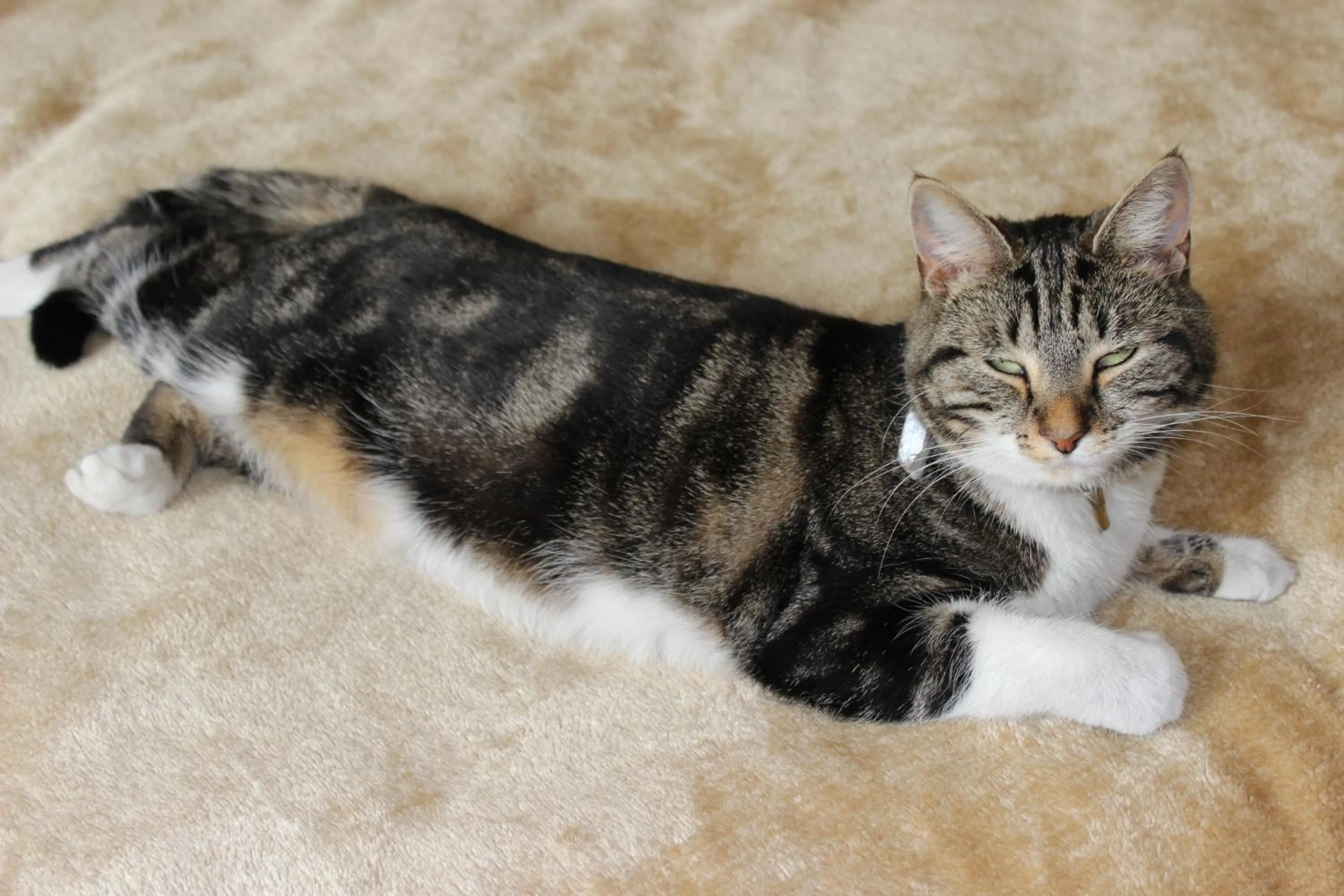 Pets in Invergarry Room Only Guest House For Adults