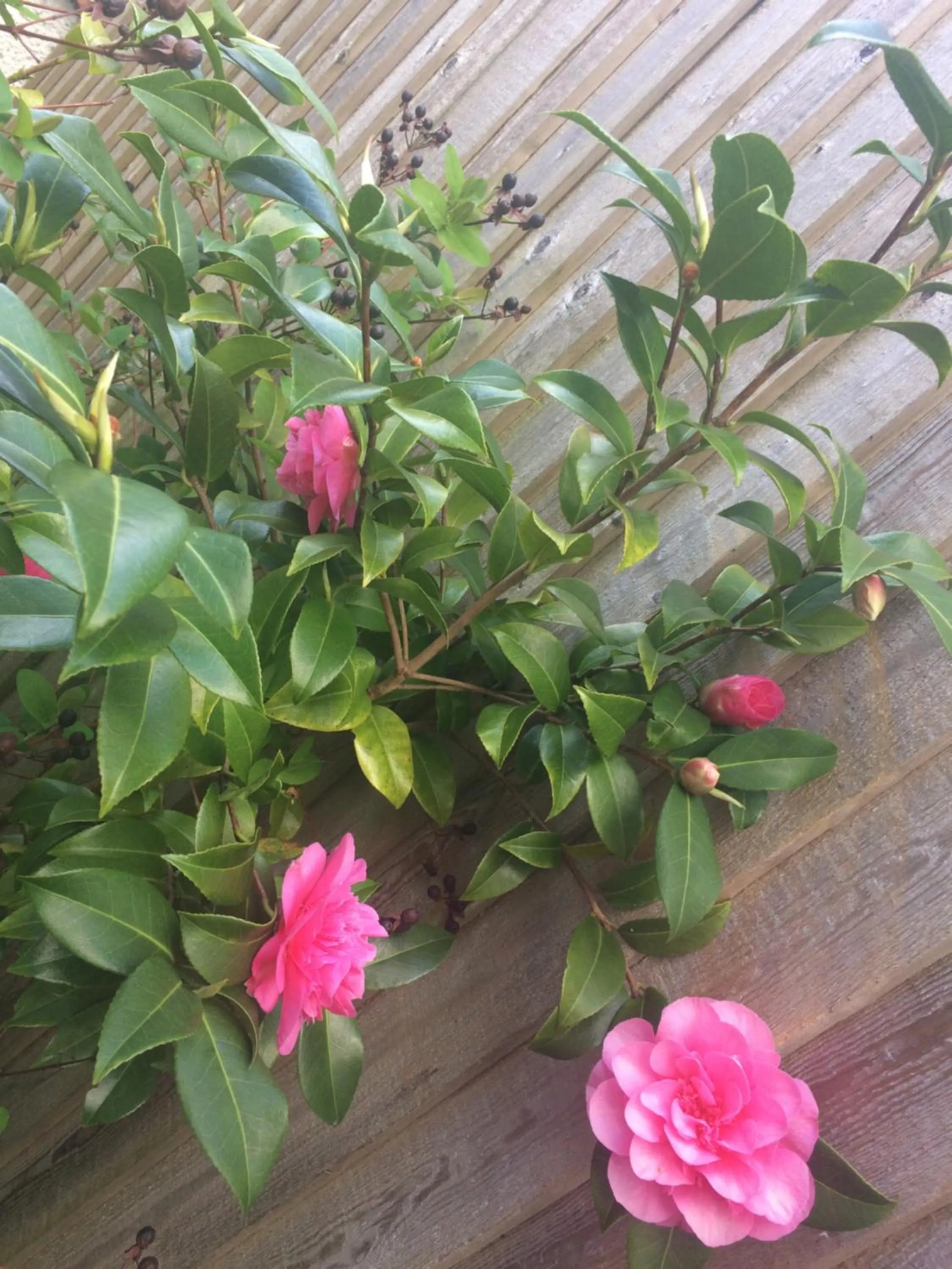 Garden view in Invergarry Room Only Guest House For Adults