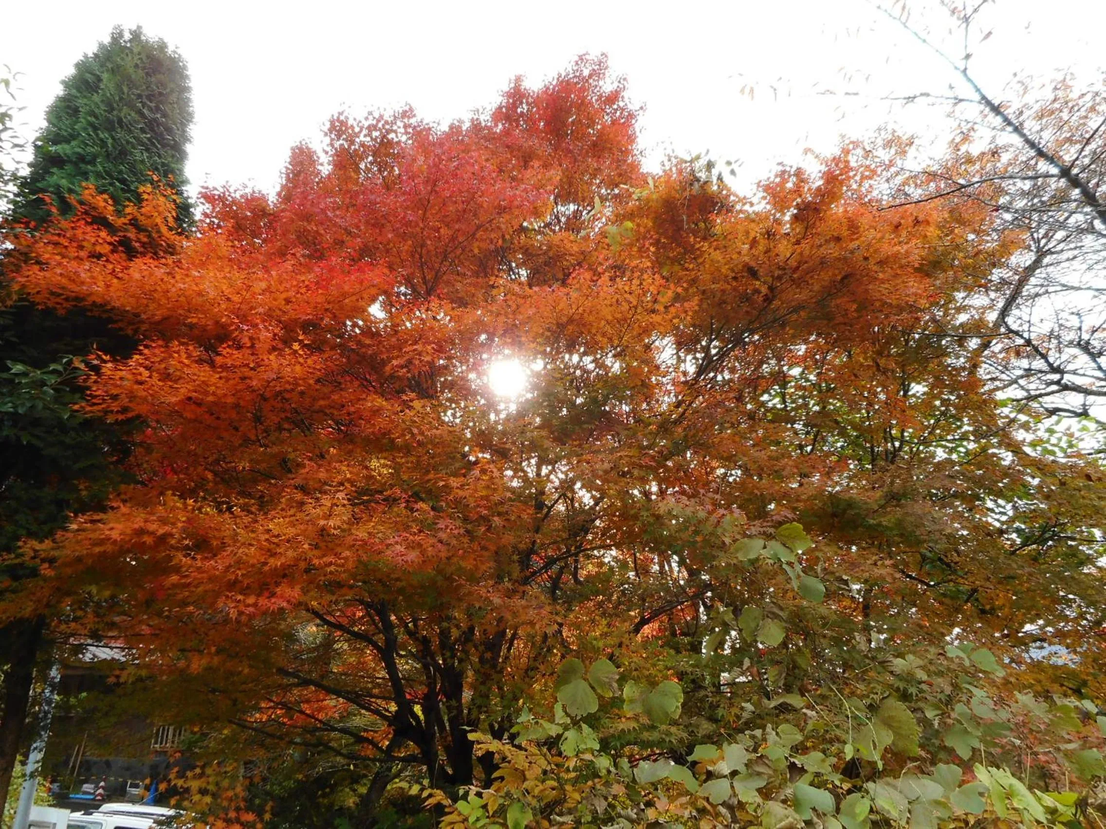 Natural landscape in Breezbay Lake Resort Kawaguchiko