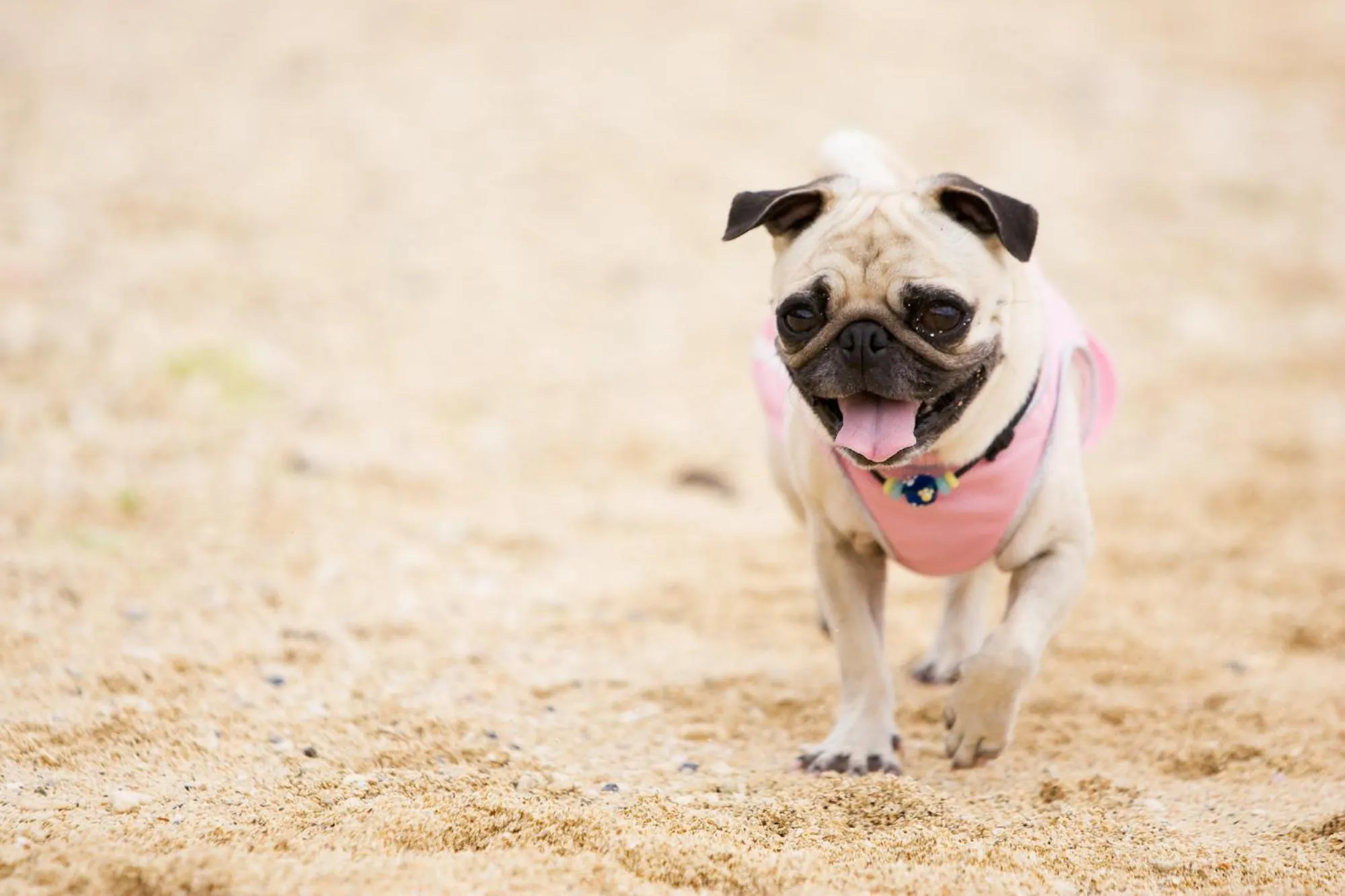 Pets in Surfside Bed & Breakfast