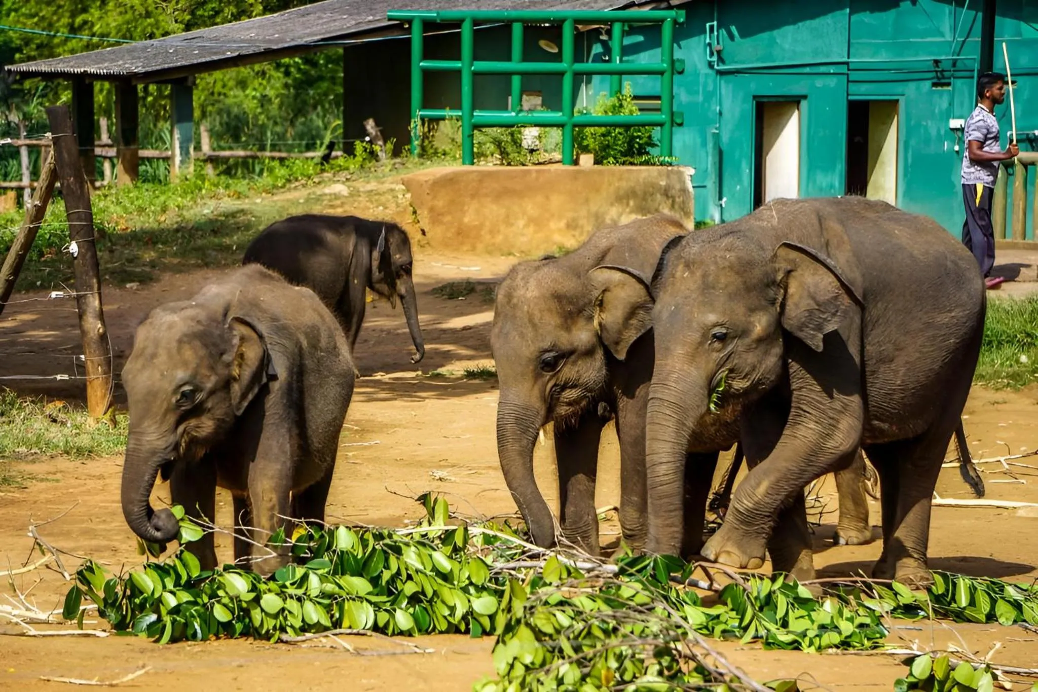 Animals in Little Ele Safari Lodge