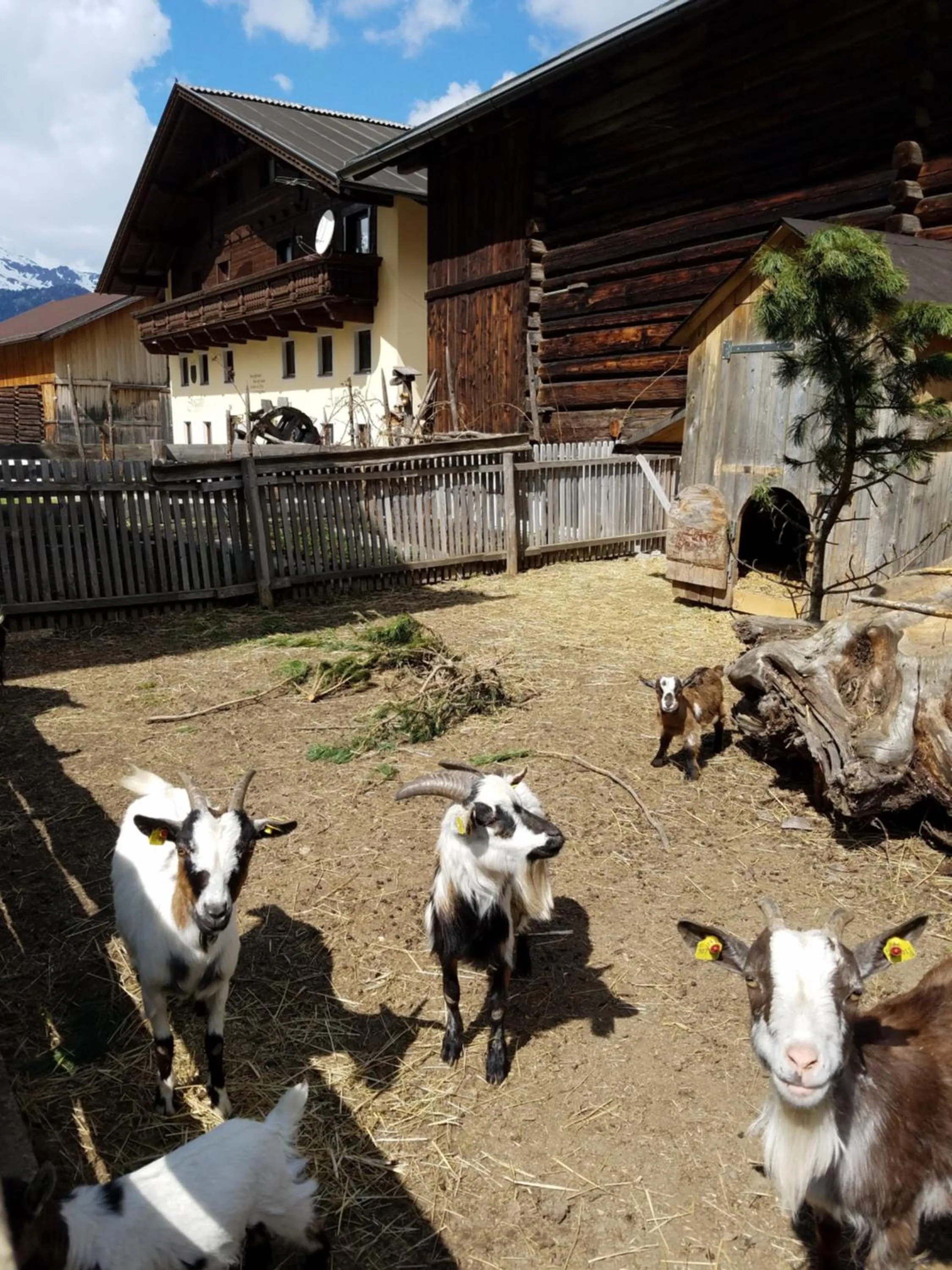 Pets in Alpin Appart Reiterhof