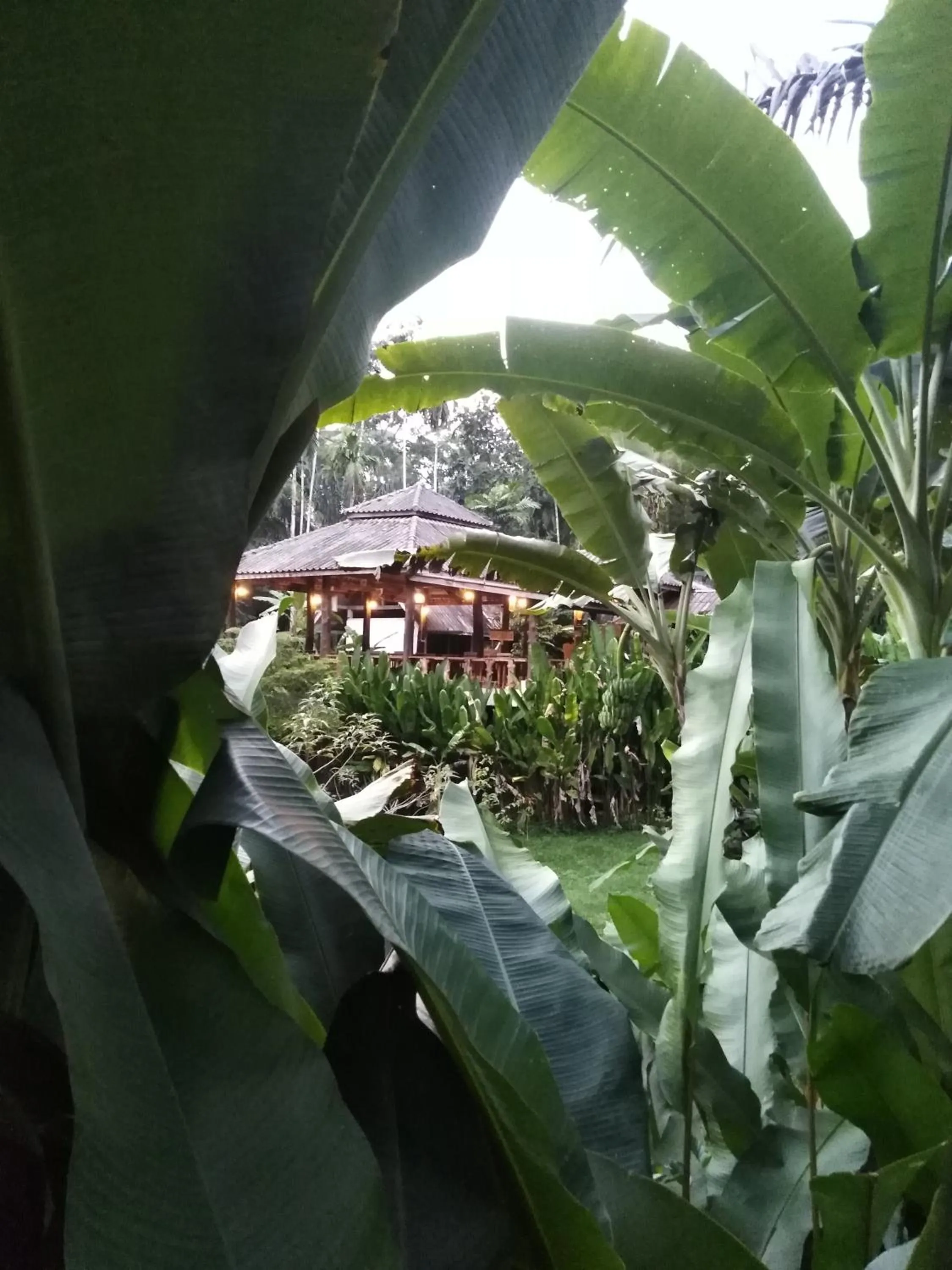 Garden in Khaosok River Camp