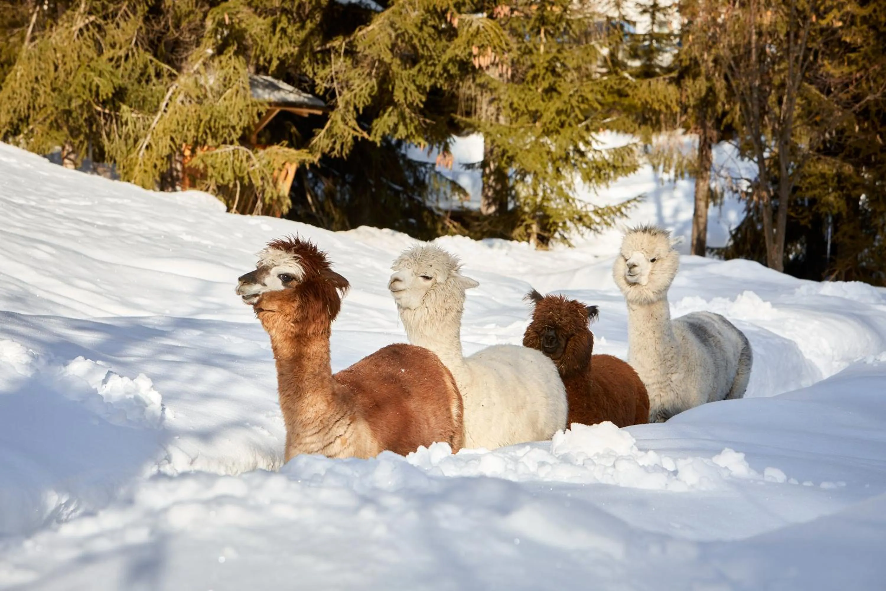 Pets in Appartamenti La Sajun & Les Viles