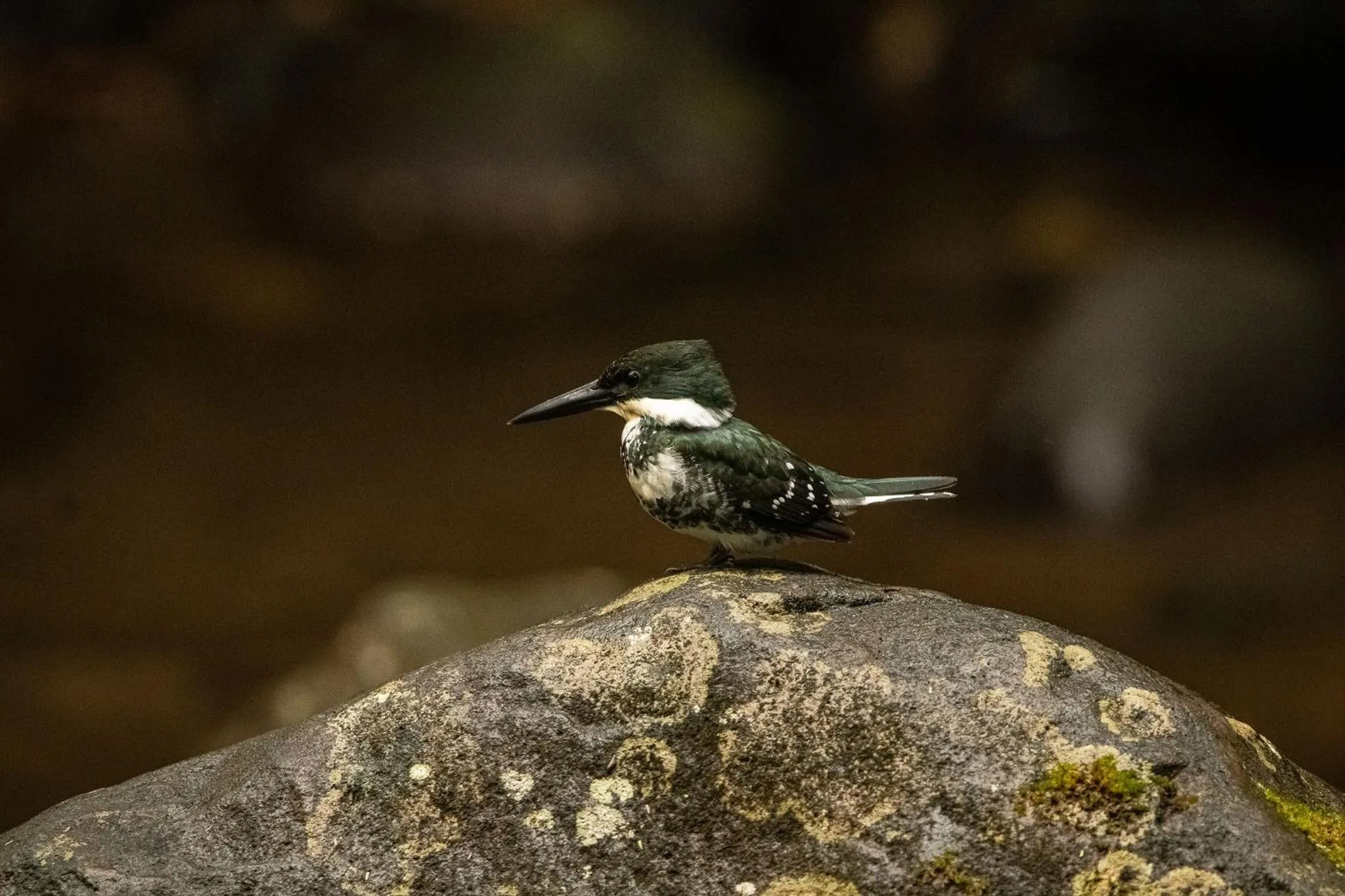Animals in Chachagua Rainforest Hotel & Hot Springs